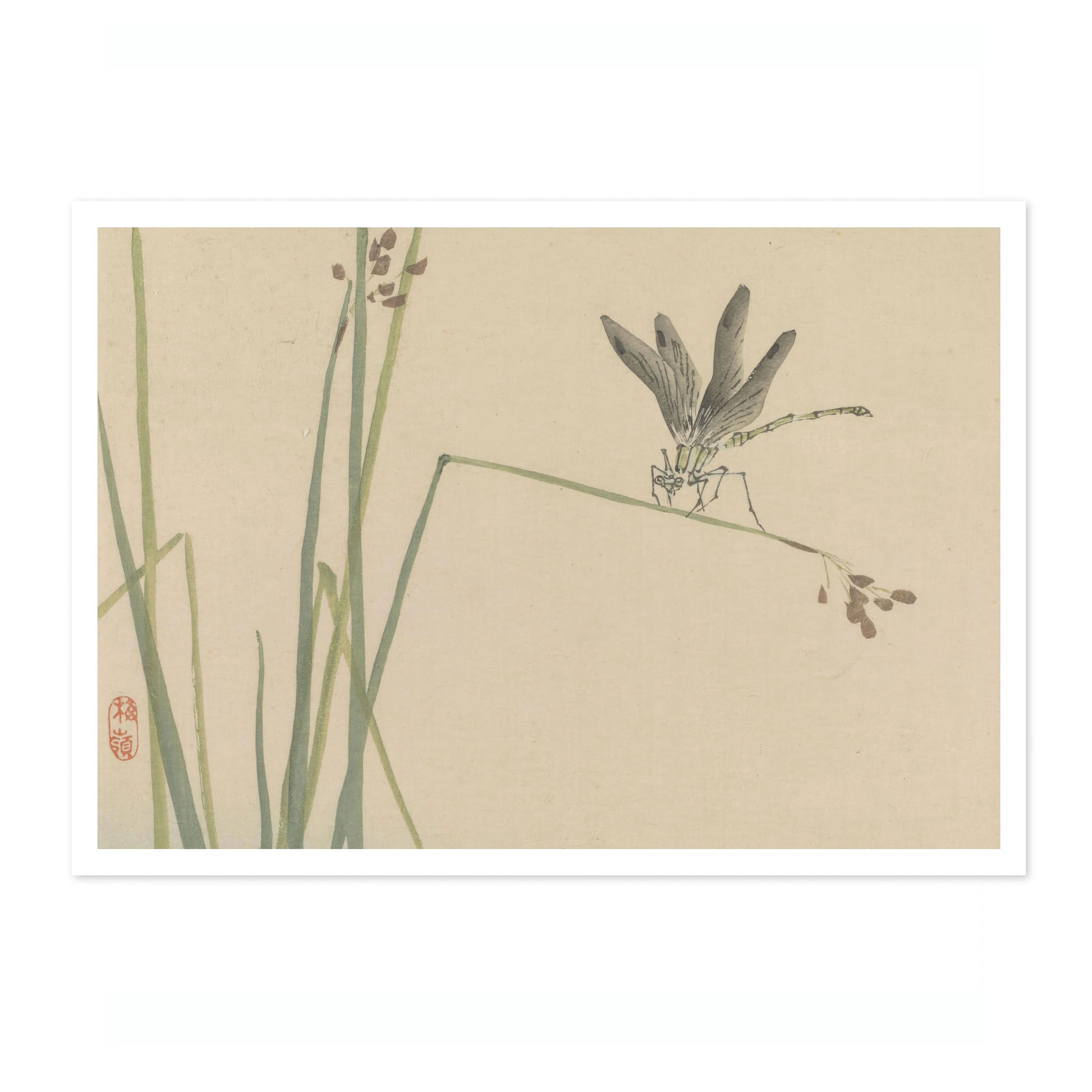 Dragonfly - Image 4