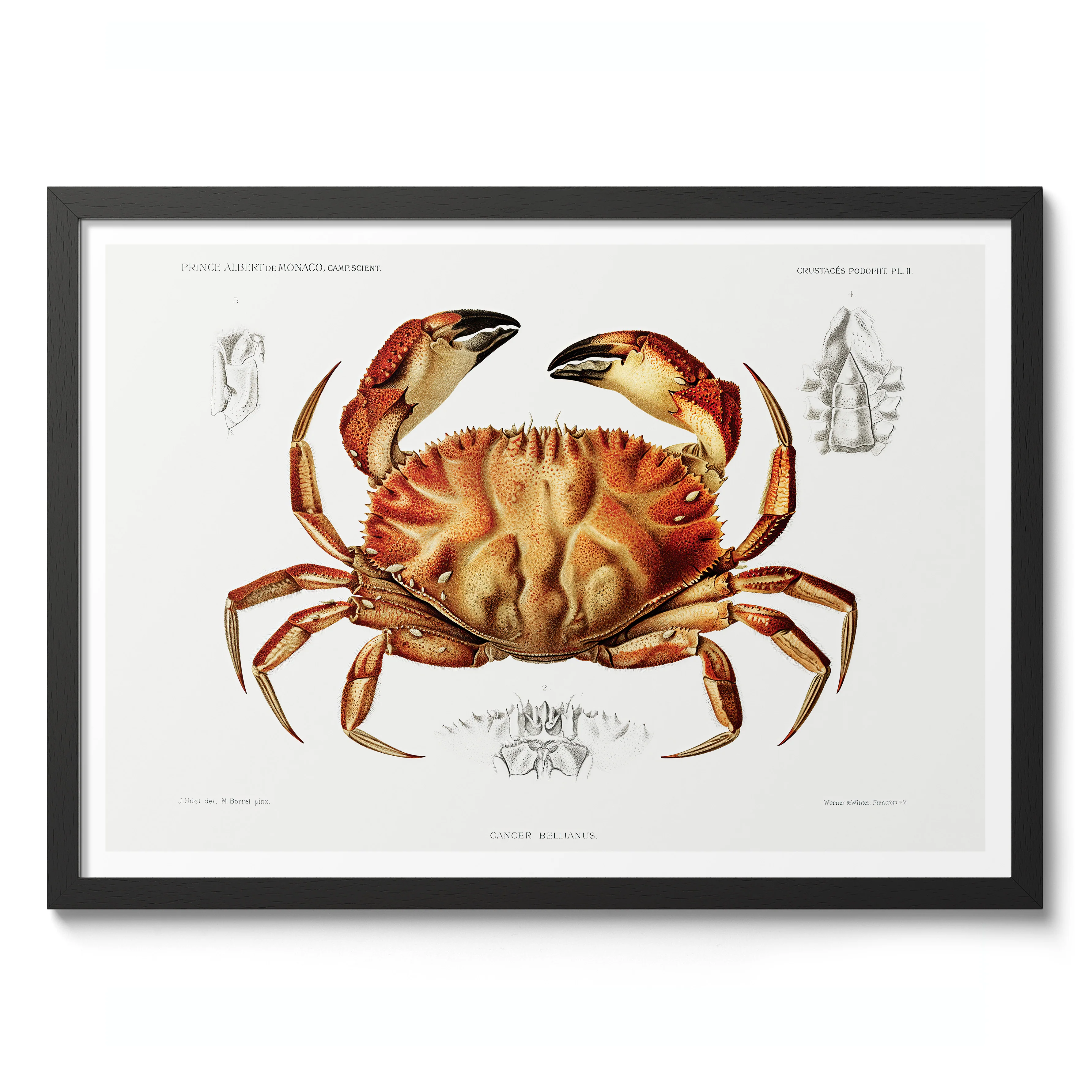 Dungeness Crab - Image 2