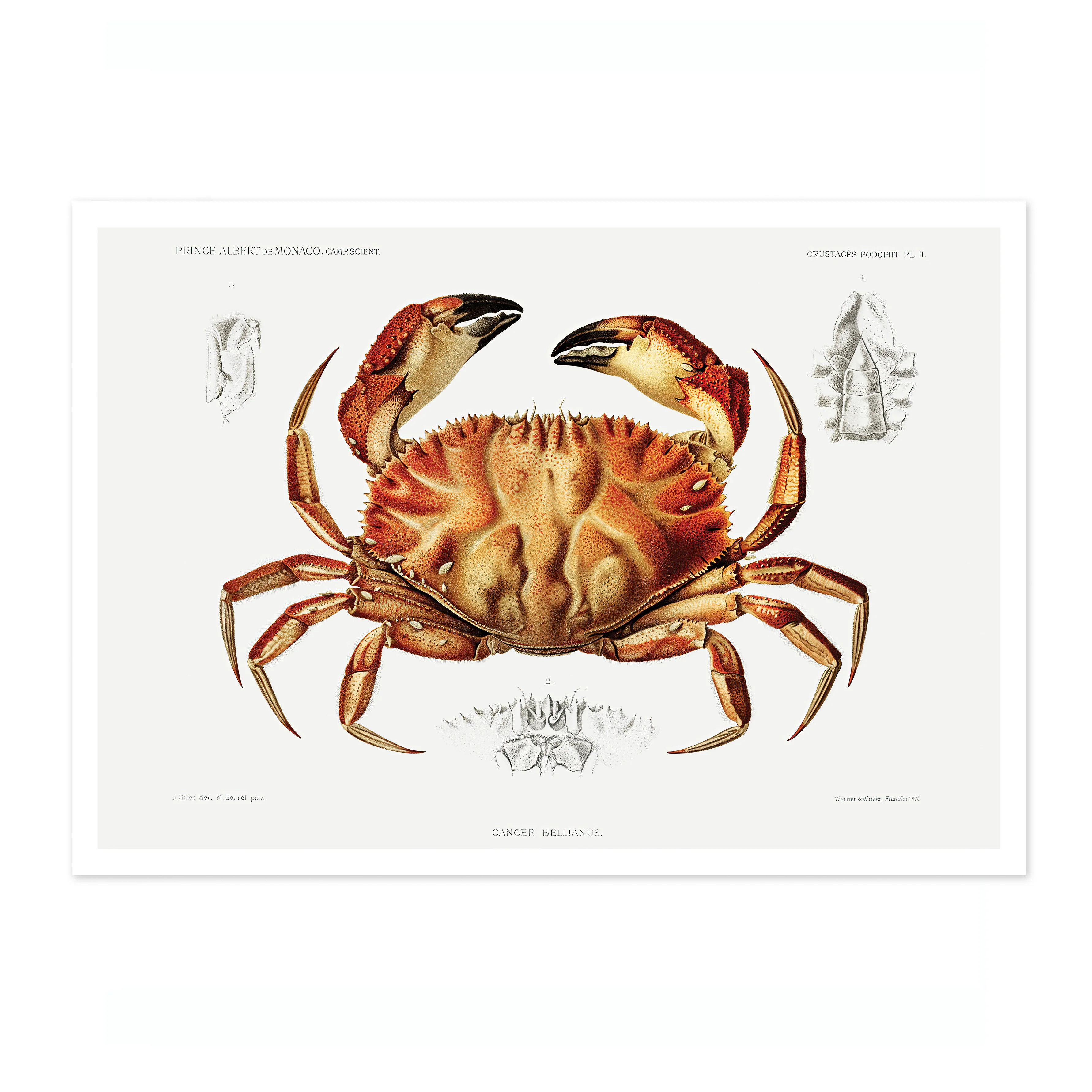 Dungeness Crab - Image 4
