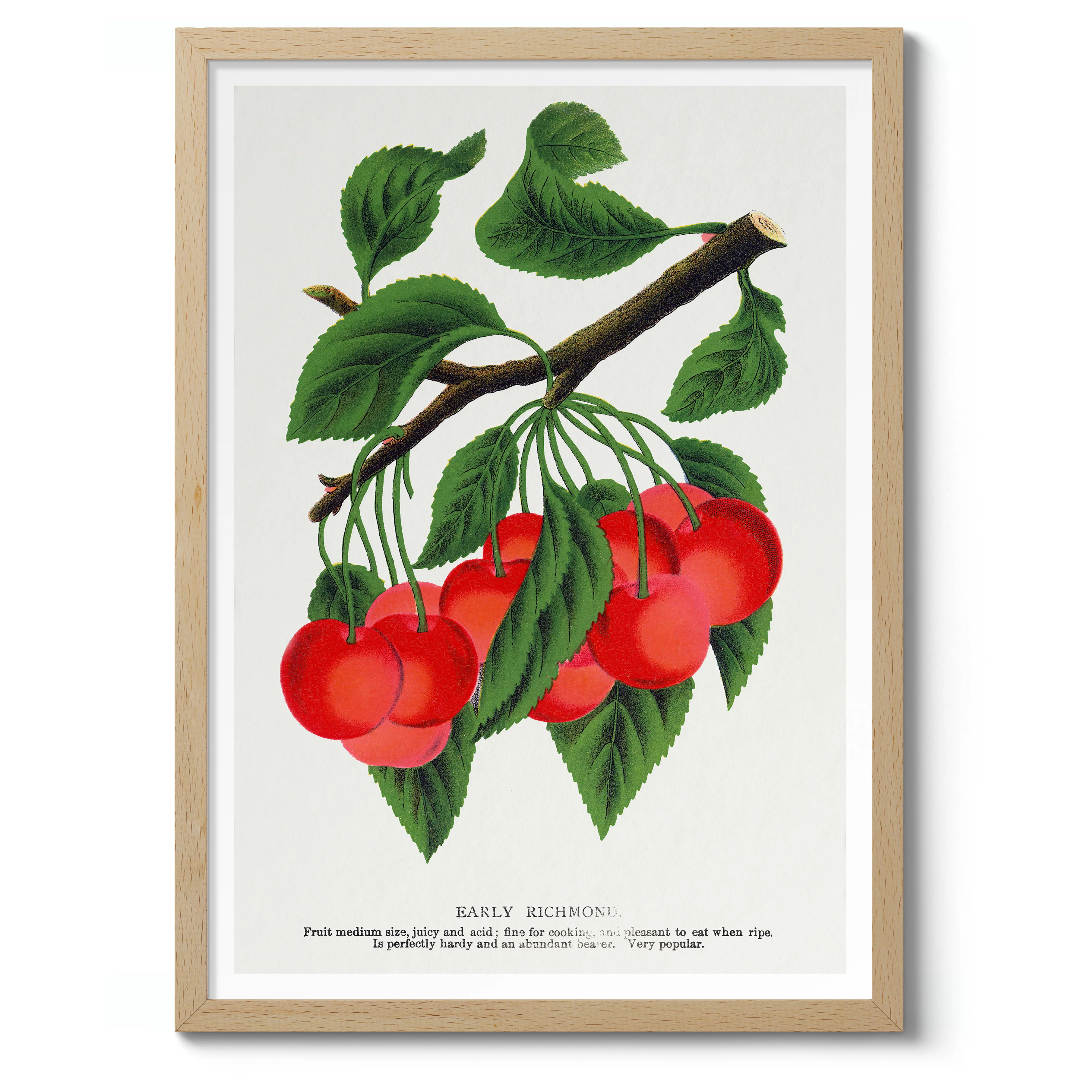 Early Richmond Cherry - Image 3