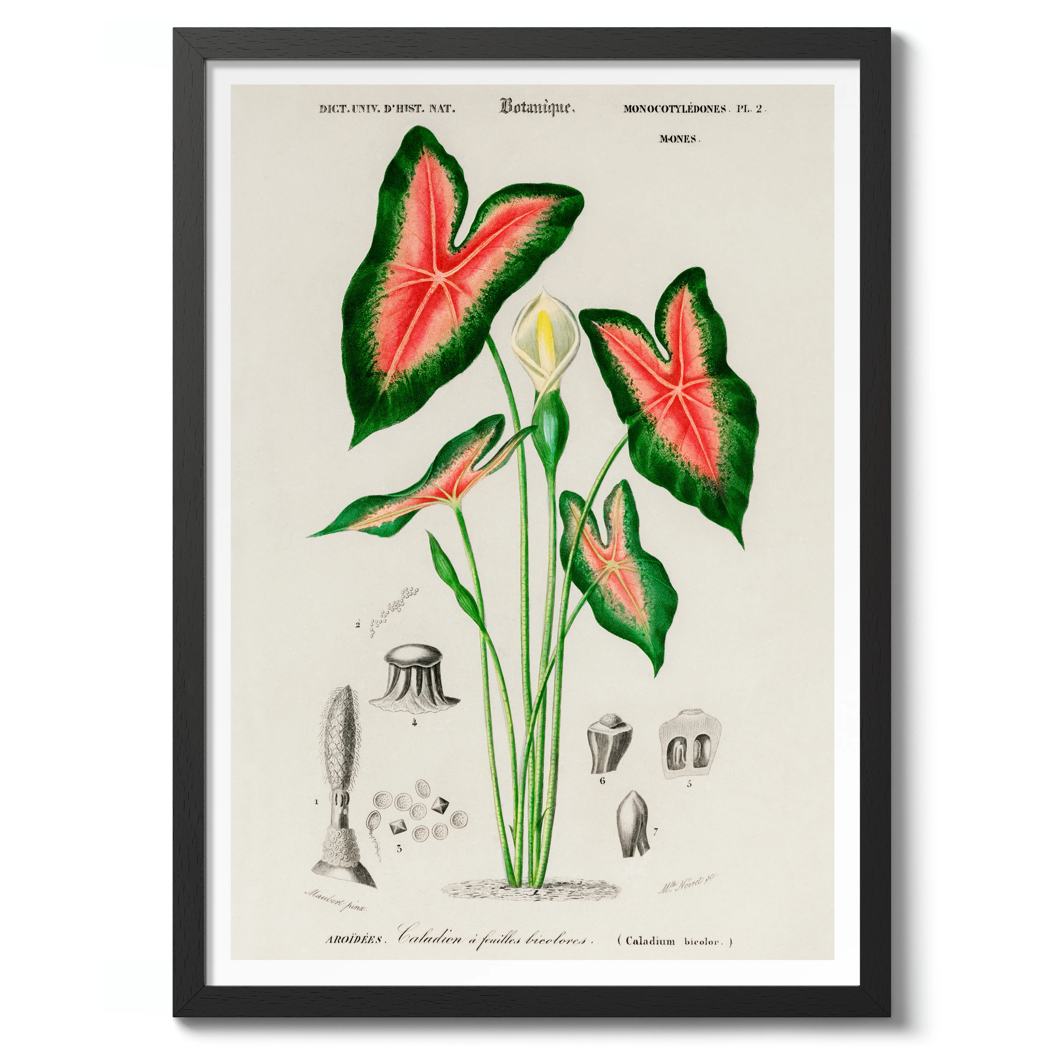 Elephant Ears - Image 2