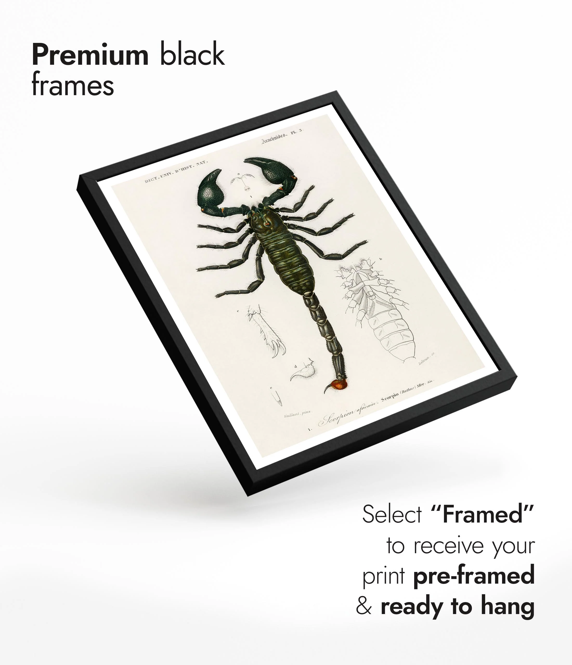 Emperor Scorpion - Image 7