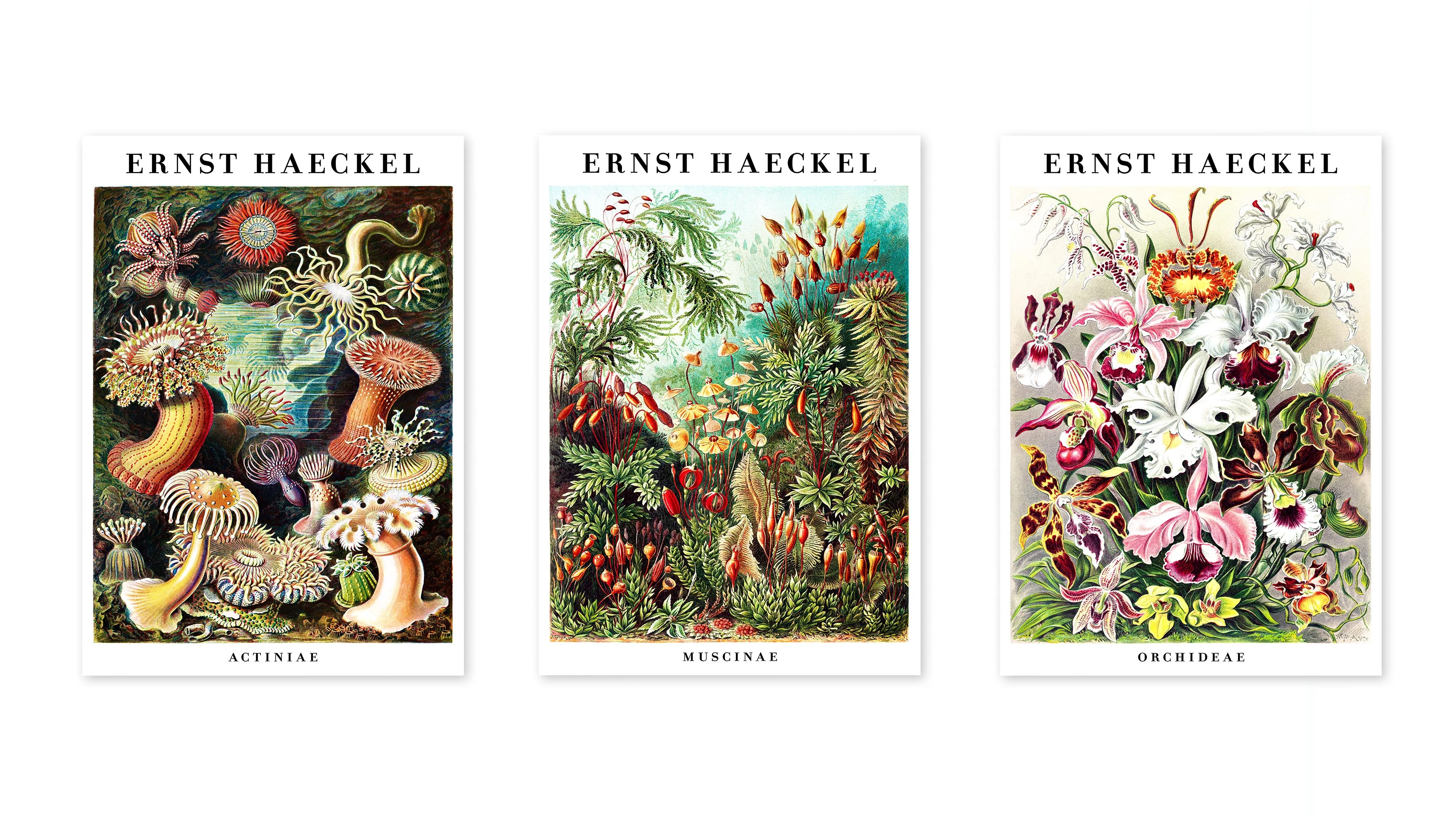 Ernst Haeckel - Set of 3 - Image 3