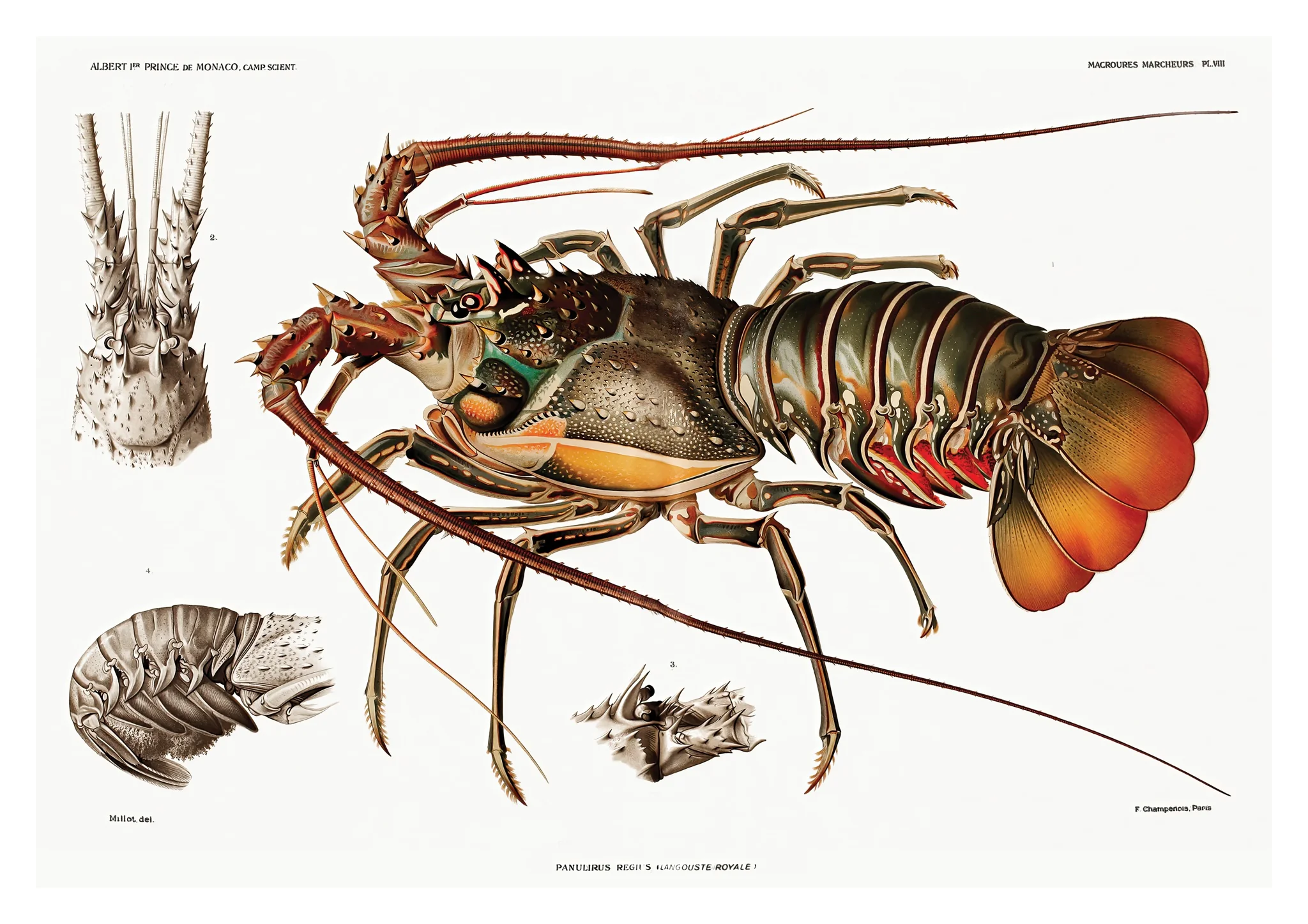 European Lobster