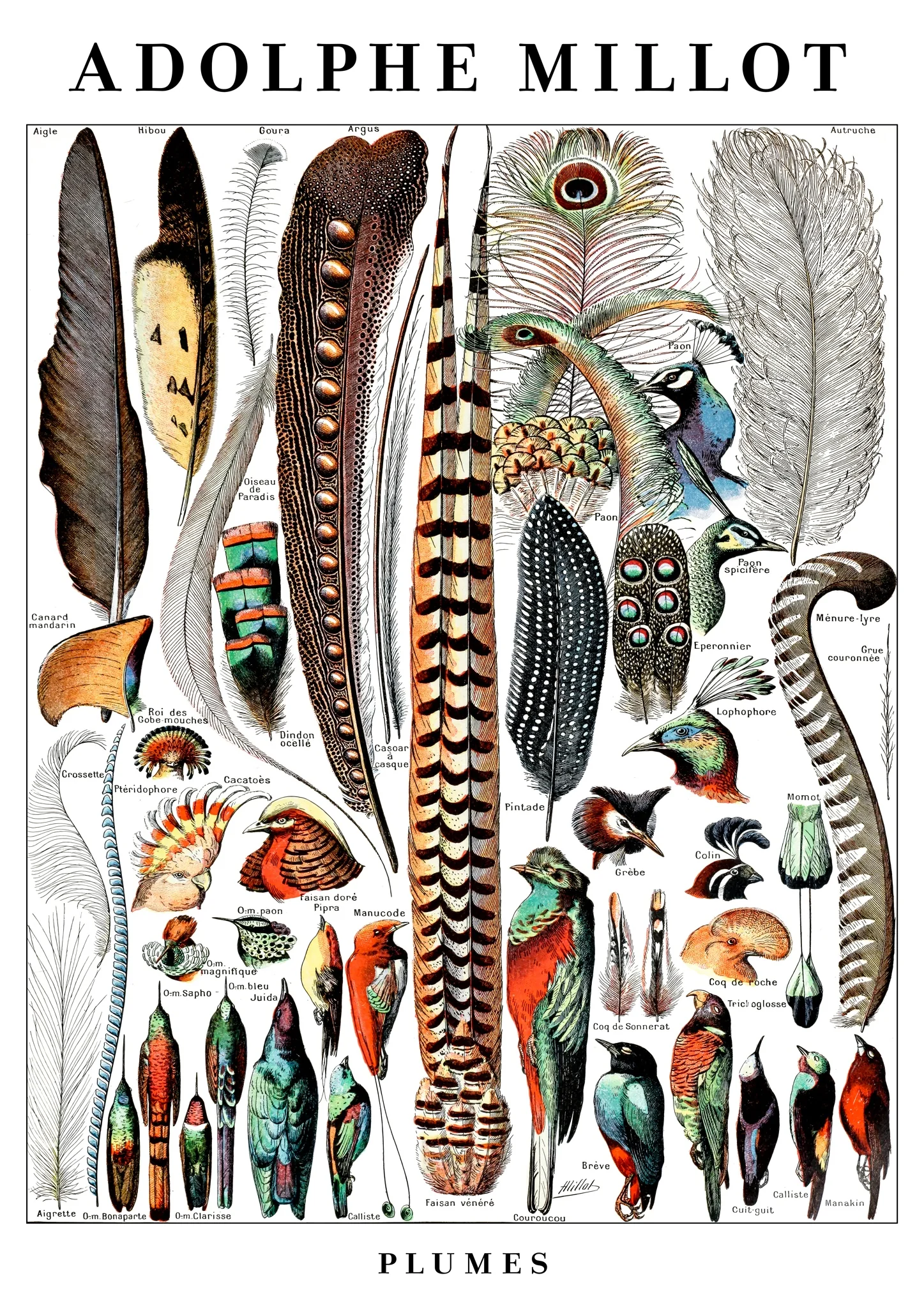 Feathers