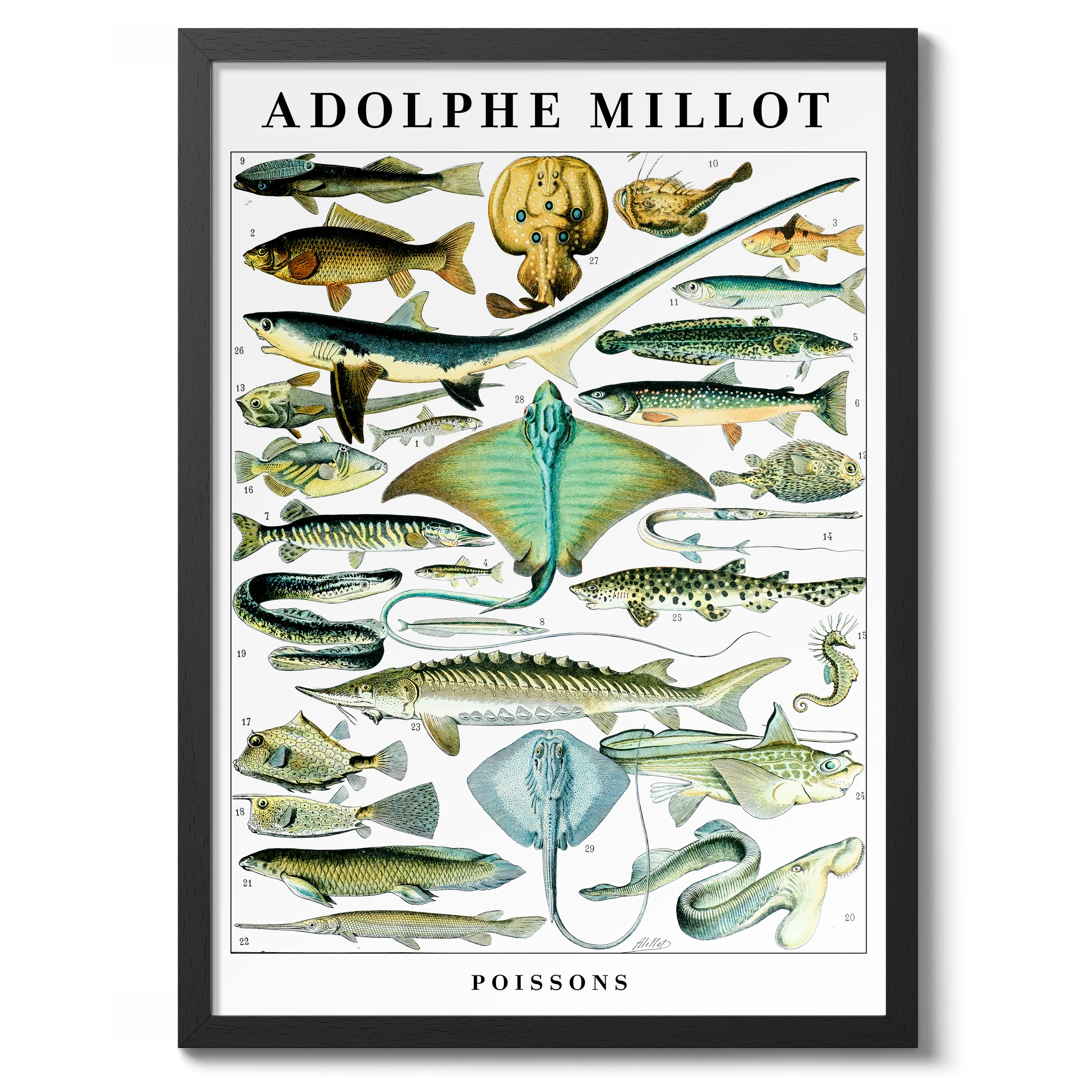Fish - Image 2