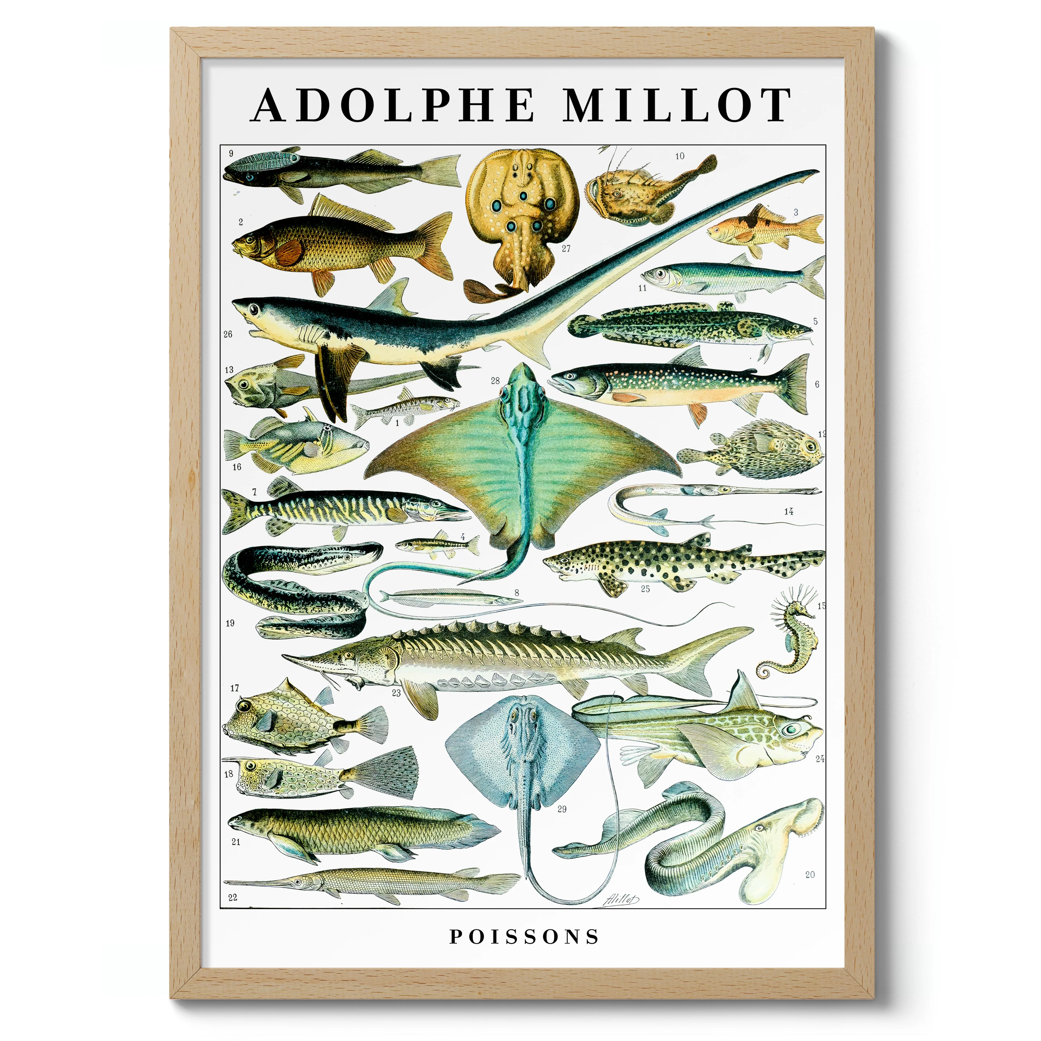 Fish - Image 3