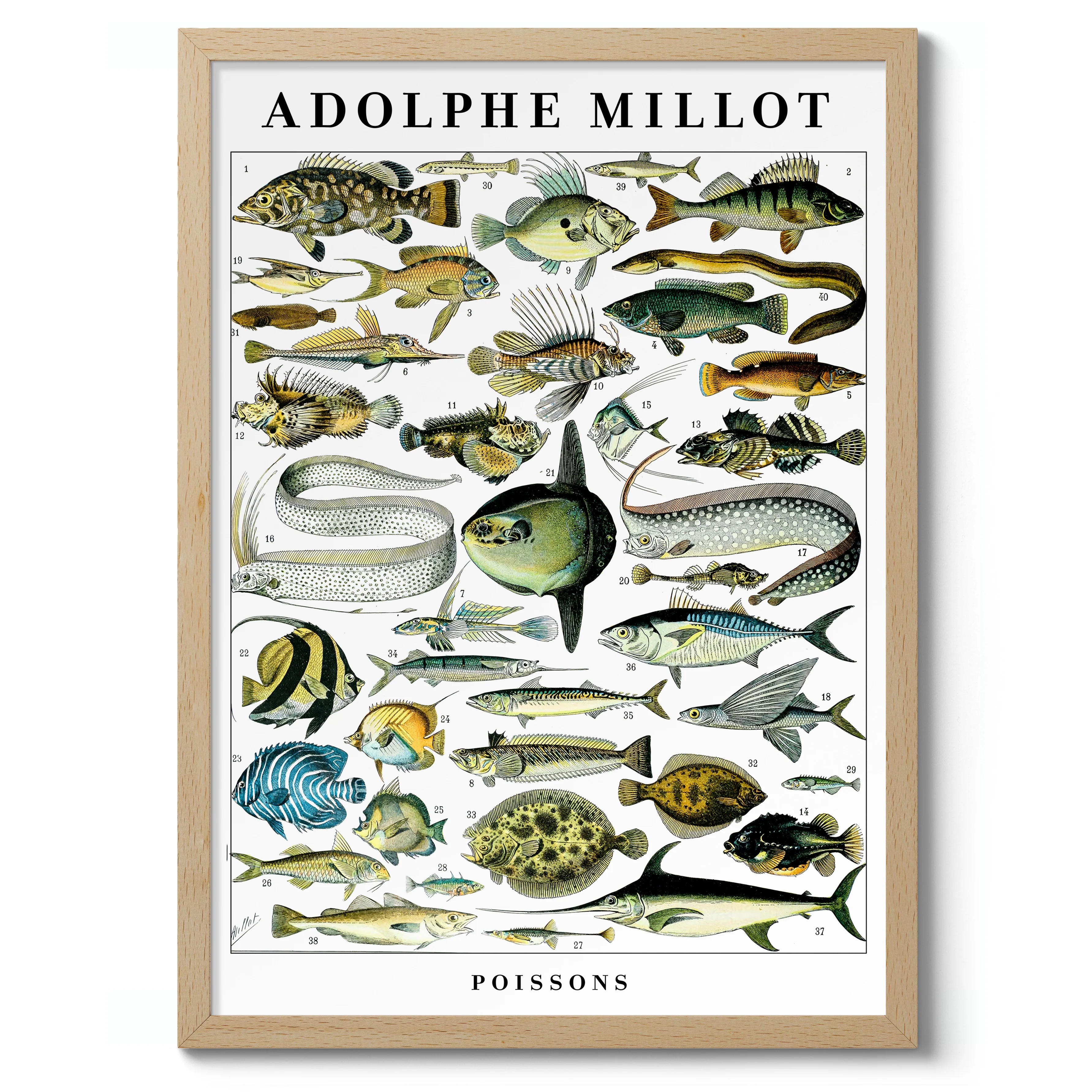 Fish - Image 3