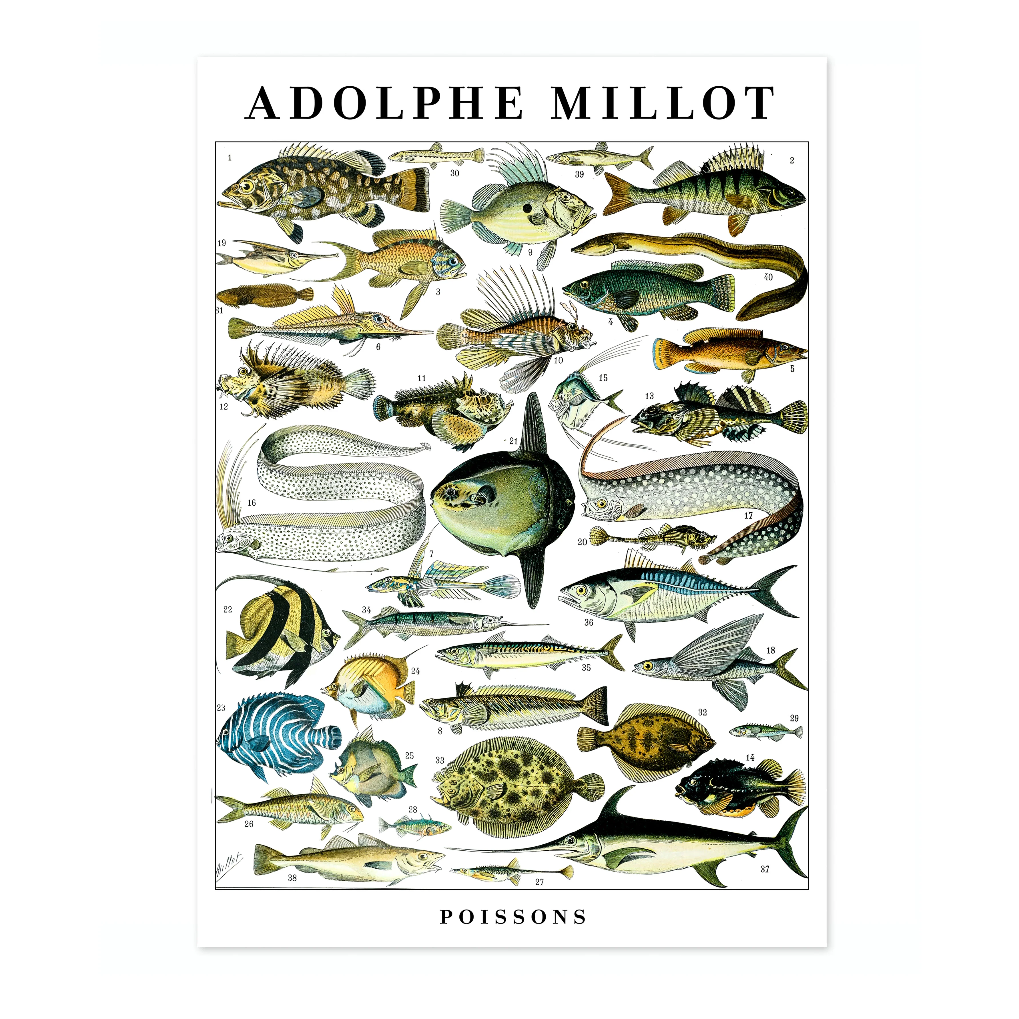 Fish - Image 4