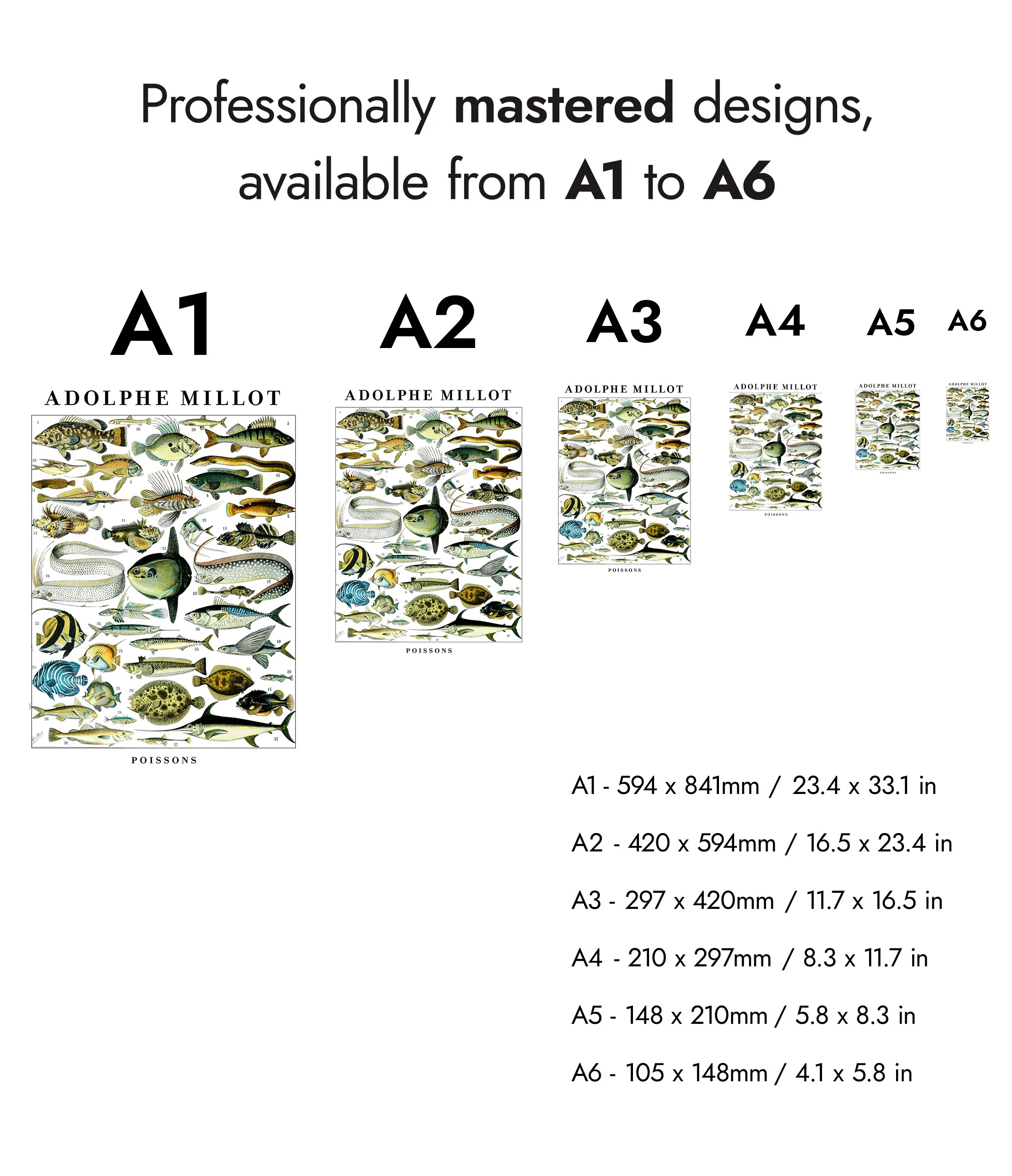 Fish - Image 8