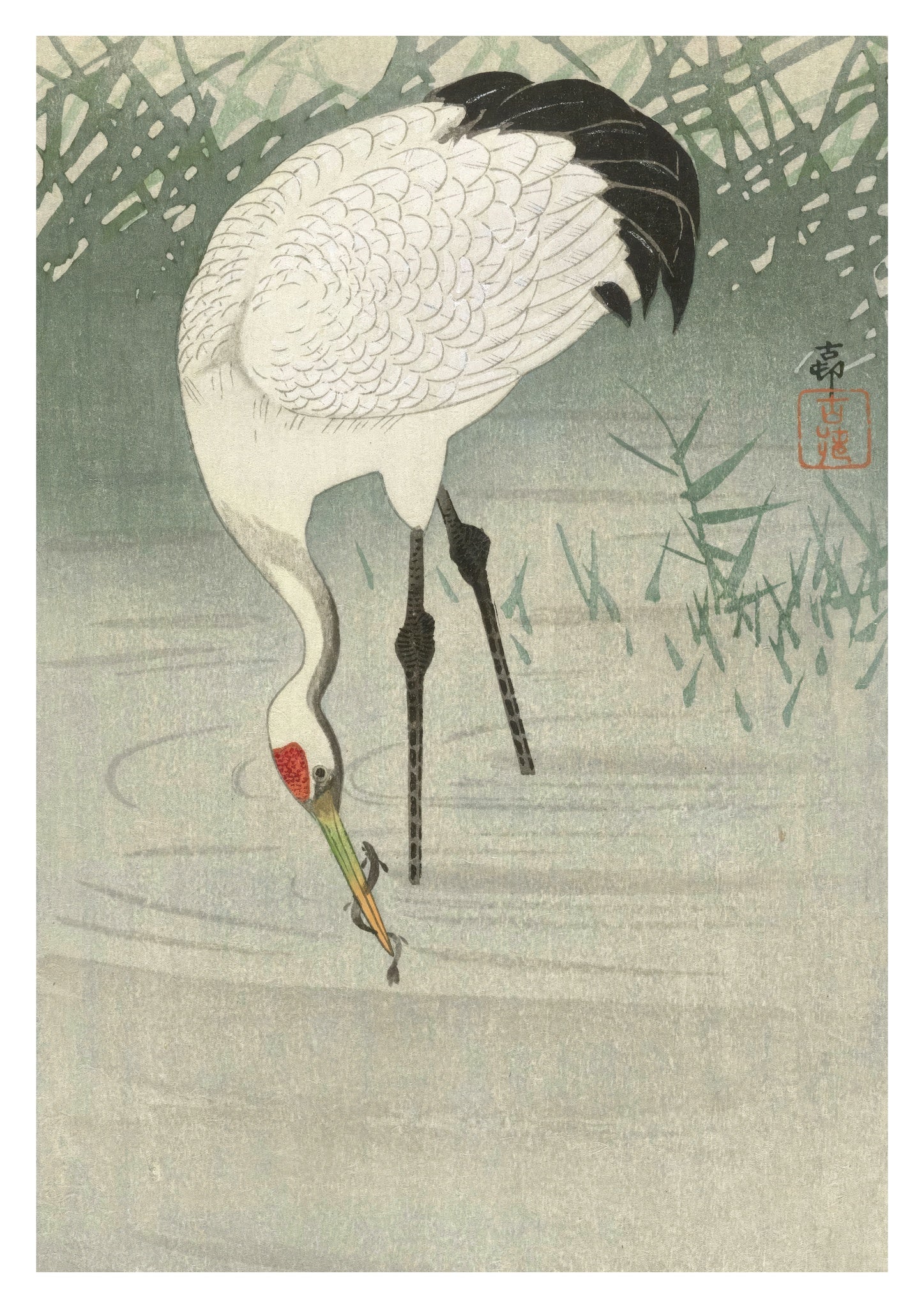 Fishing Crane in Shallow Water