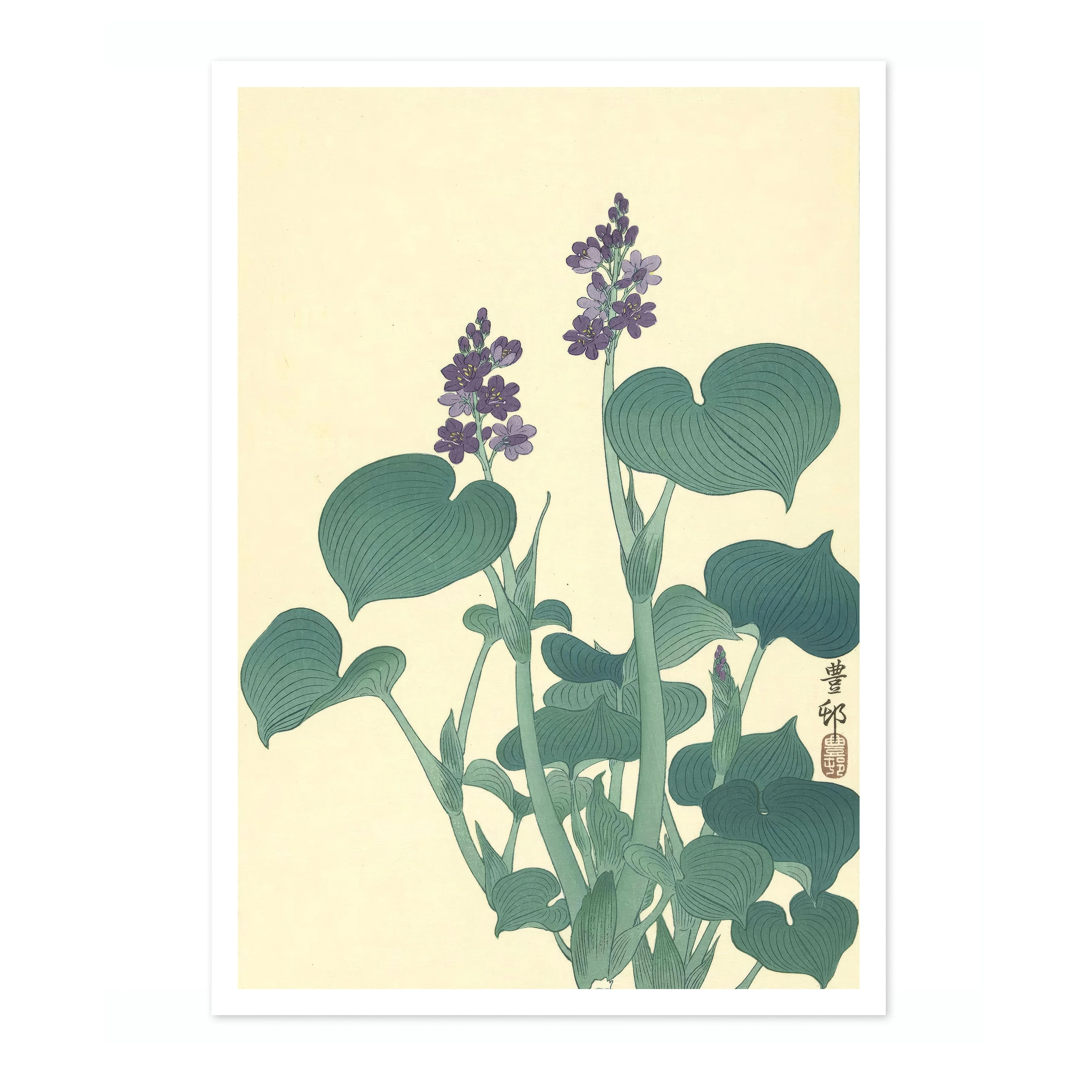 Flowering Hosta - Image 4