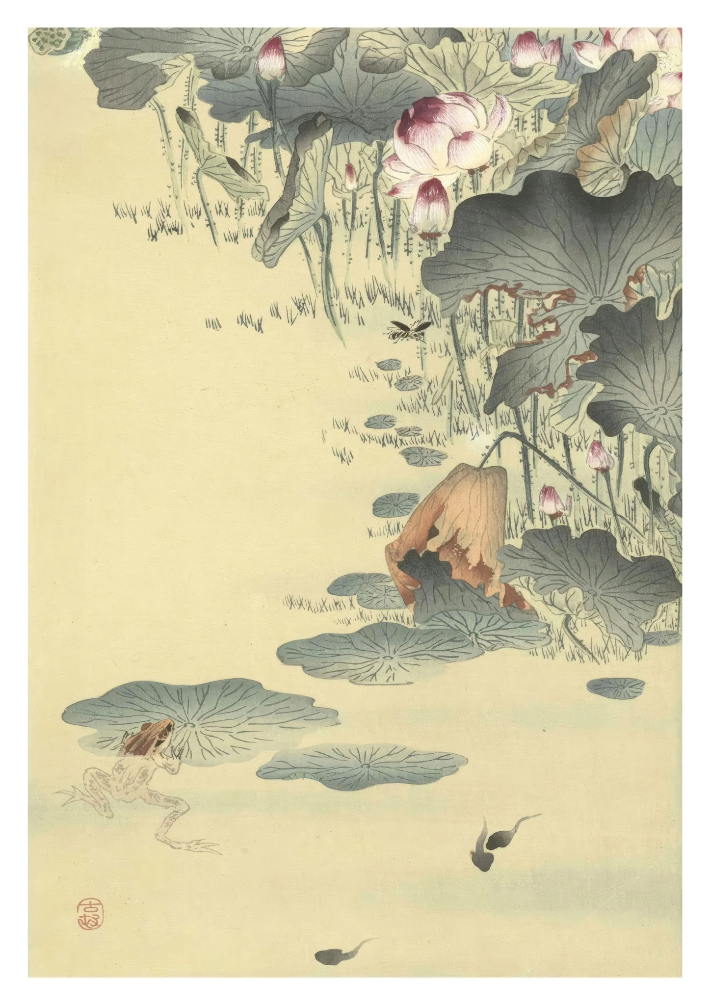 Frog & Tadpoles