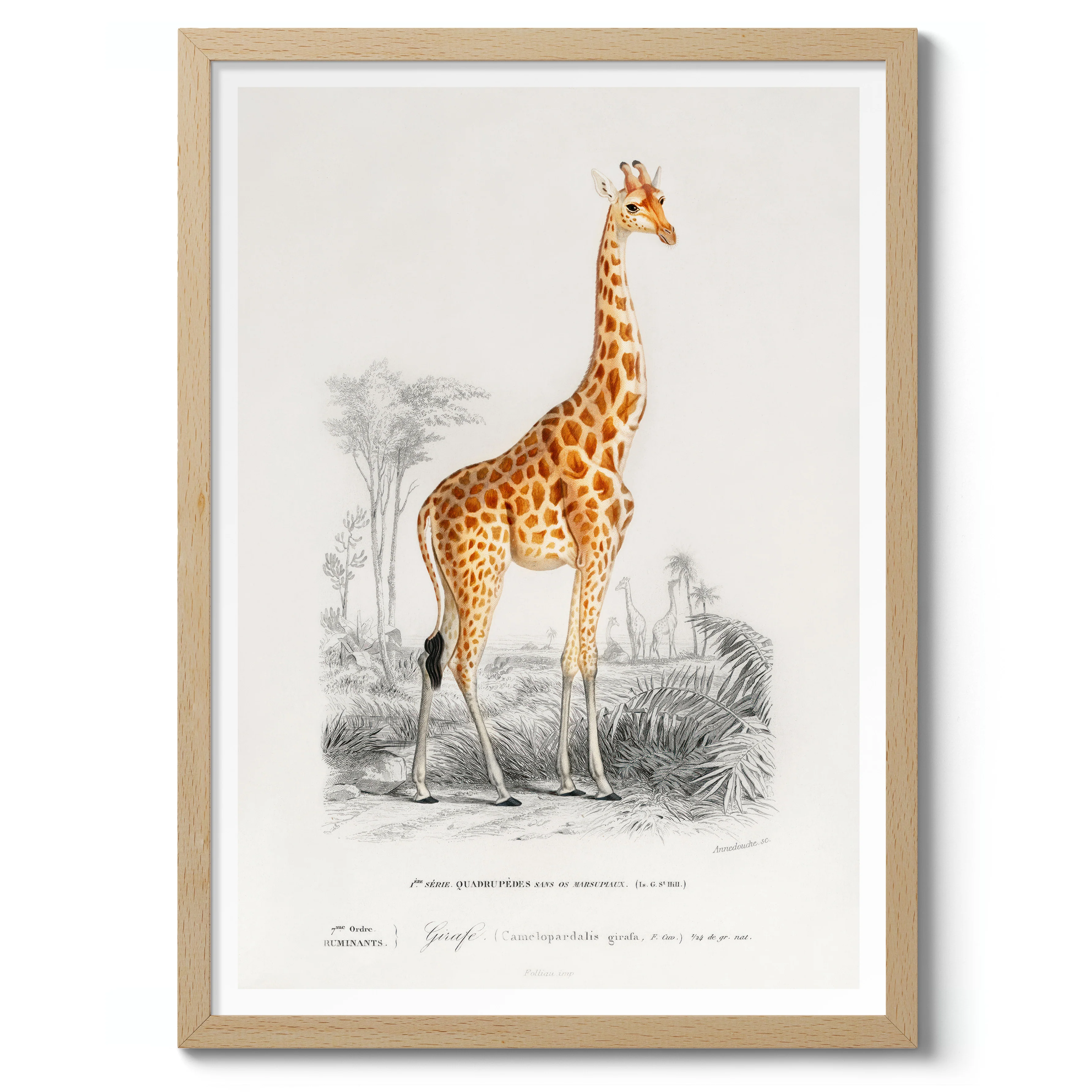 Giraffe - Image 3