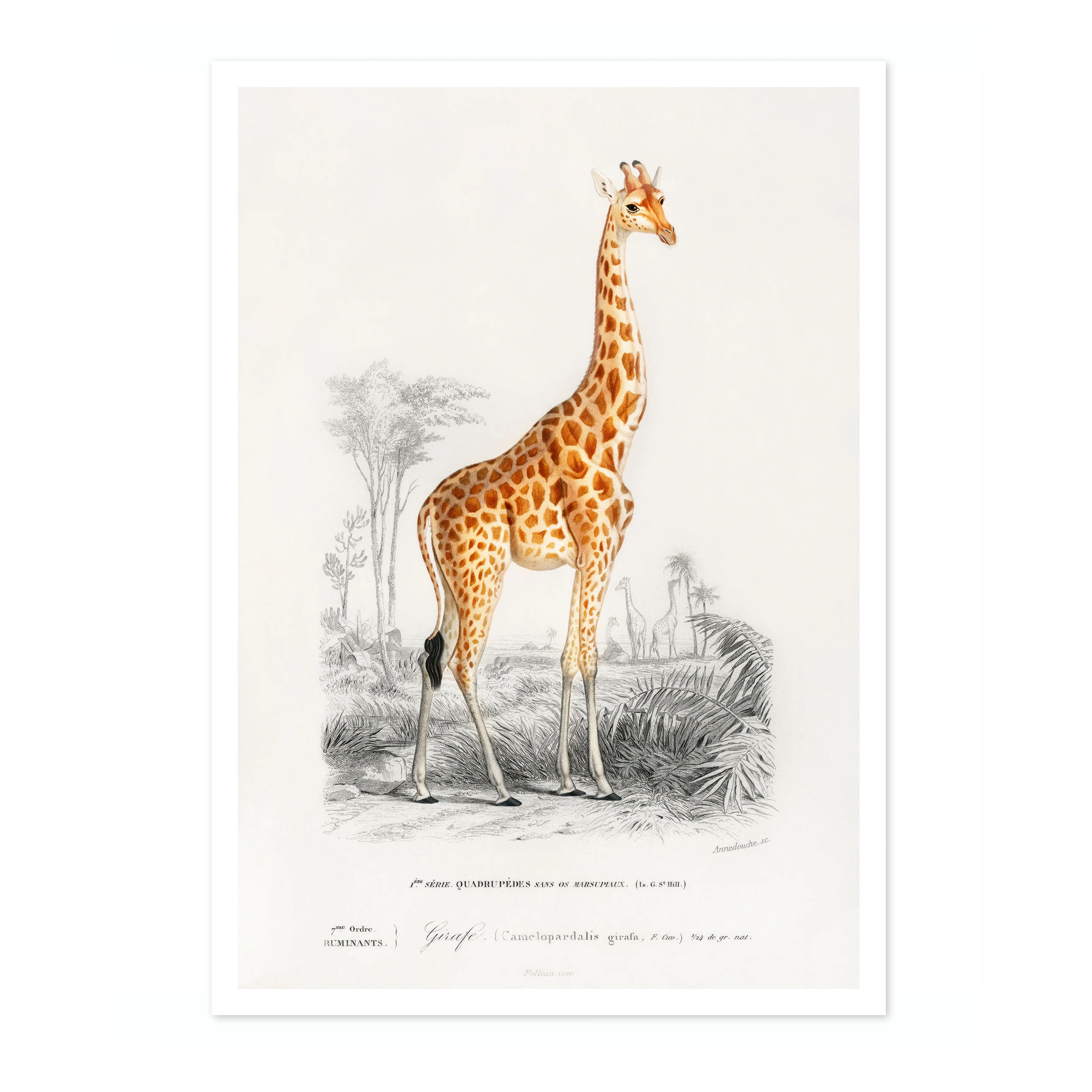 Giraffe - Image 4