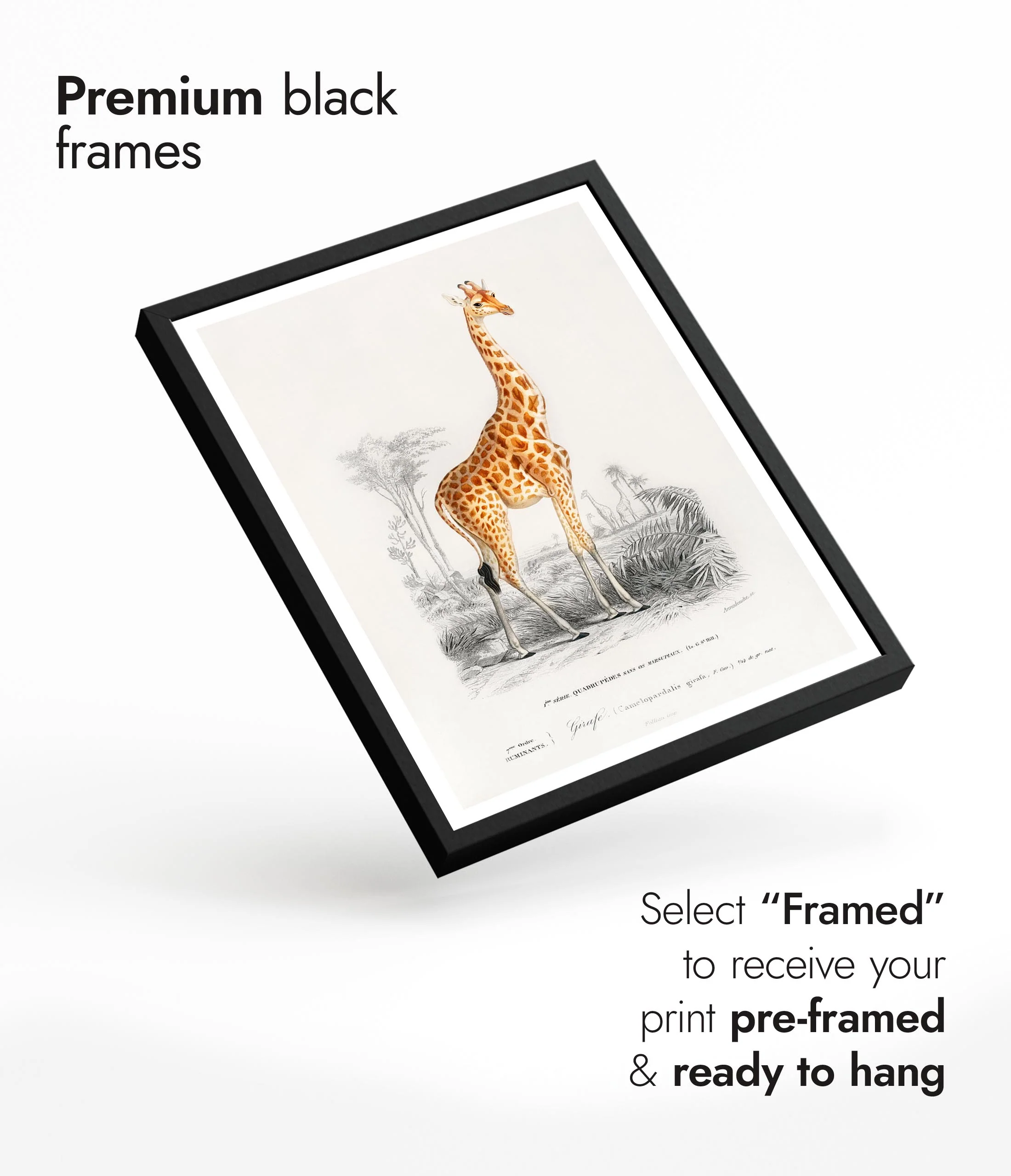 Giraffe - Image 7
