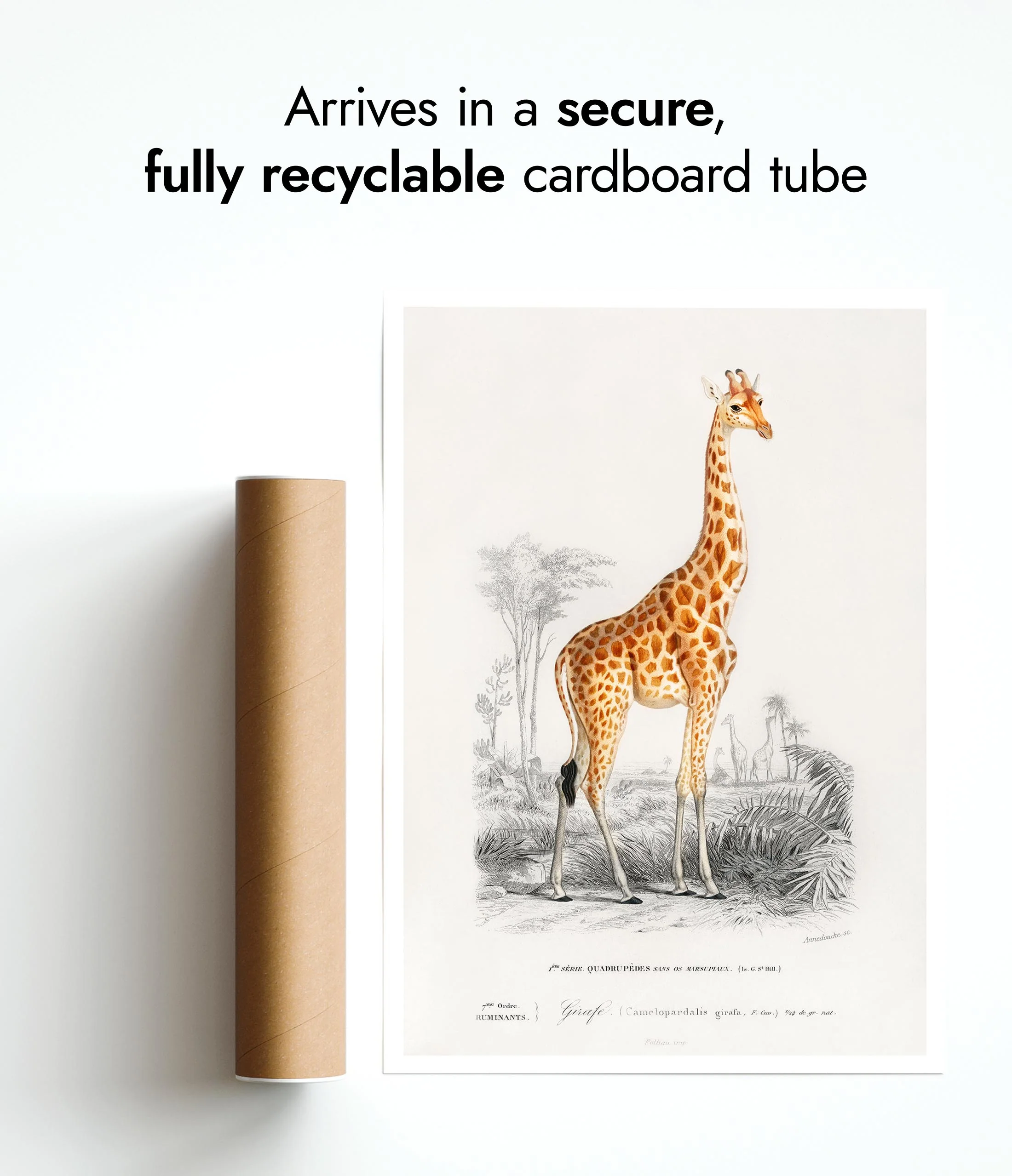 Giraffe - Image 9