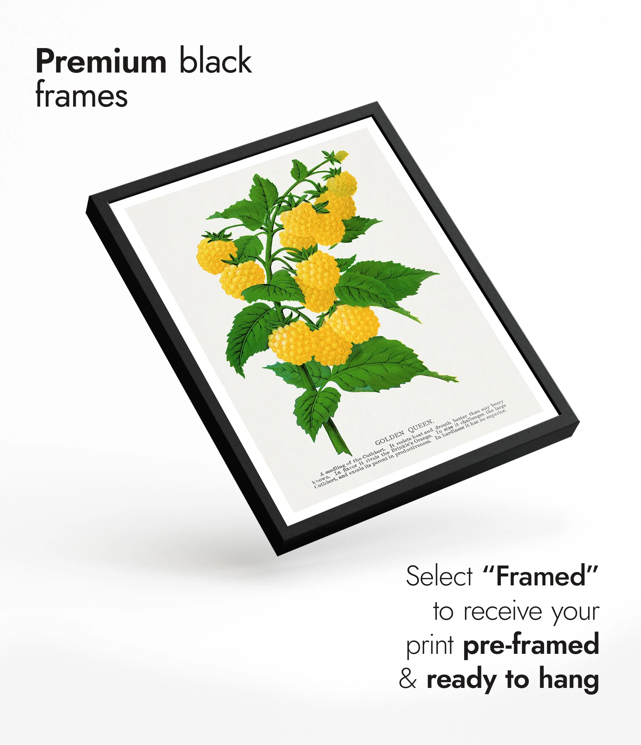 Golden Queen Raspberry - Image 7