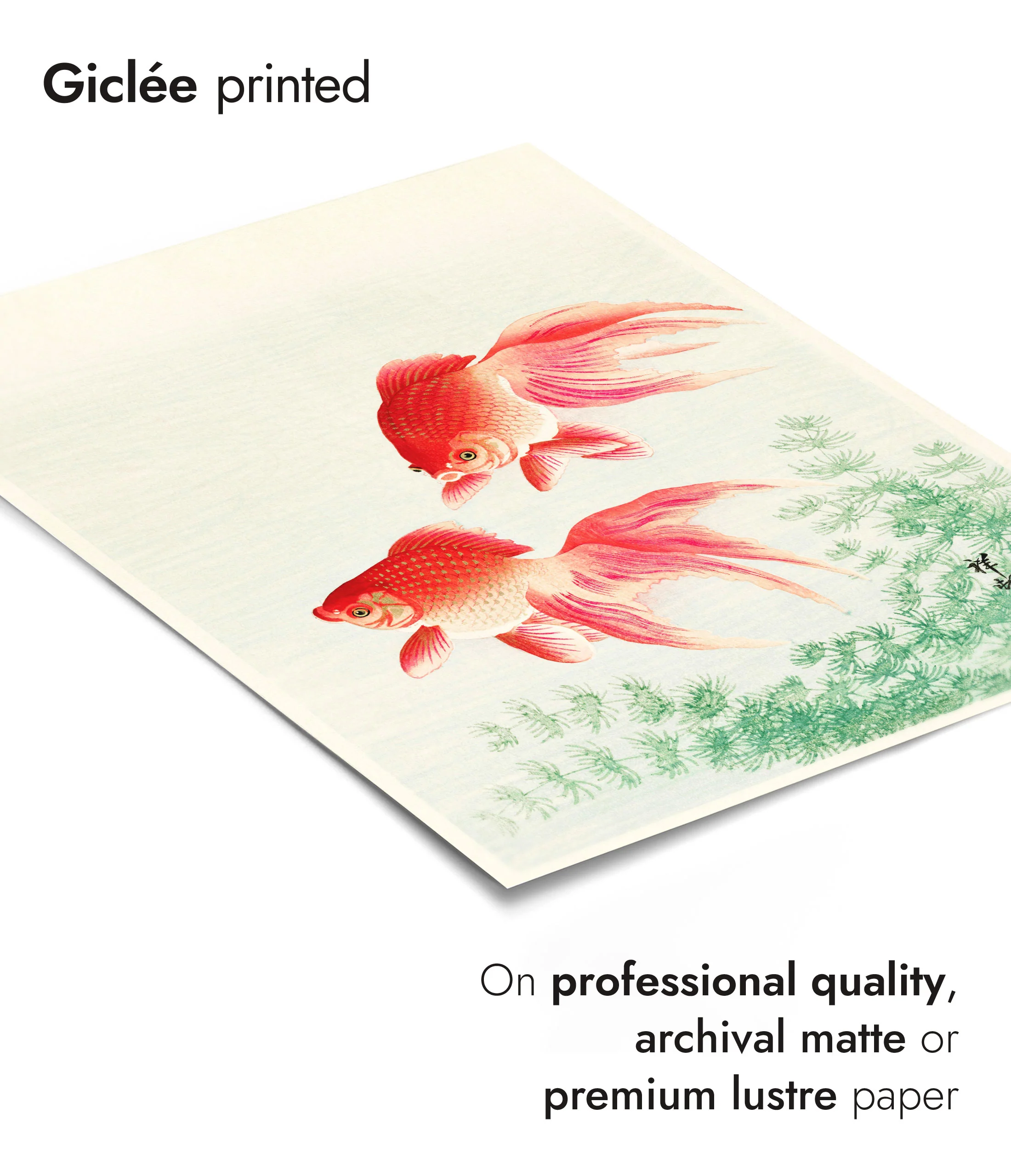 Goldfish - Image 6