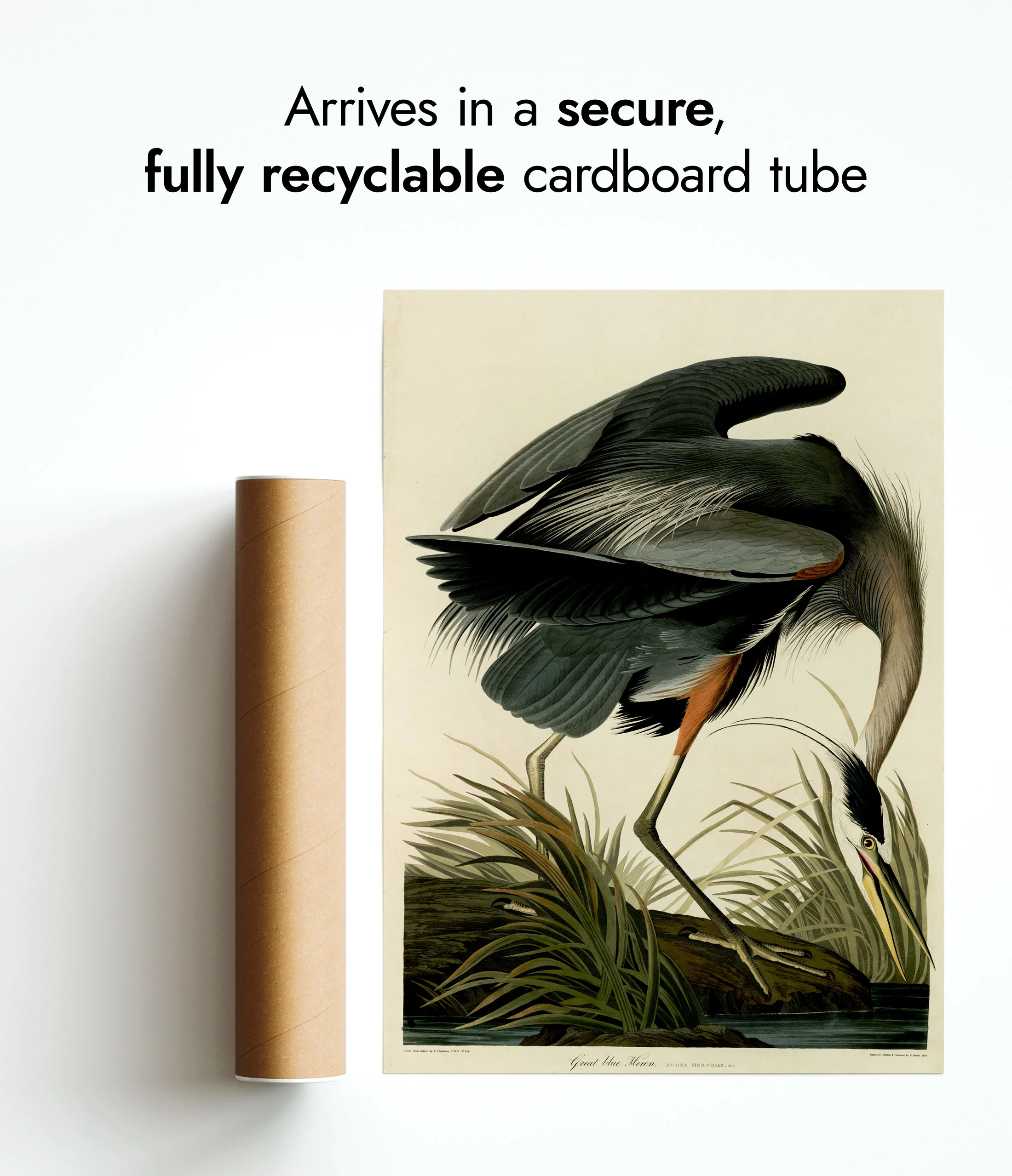 Great Blue Heron - Image 9