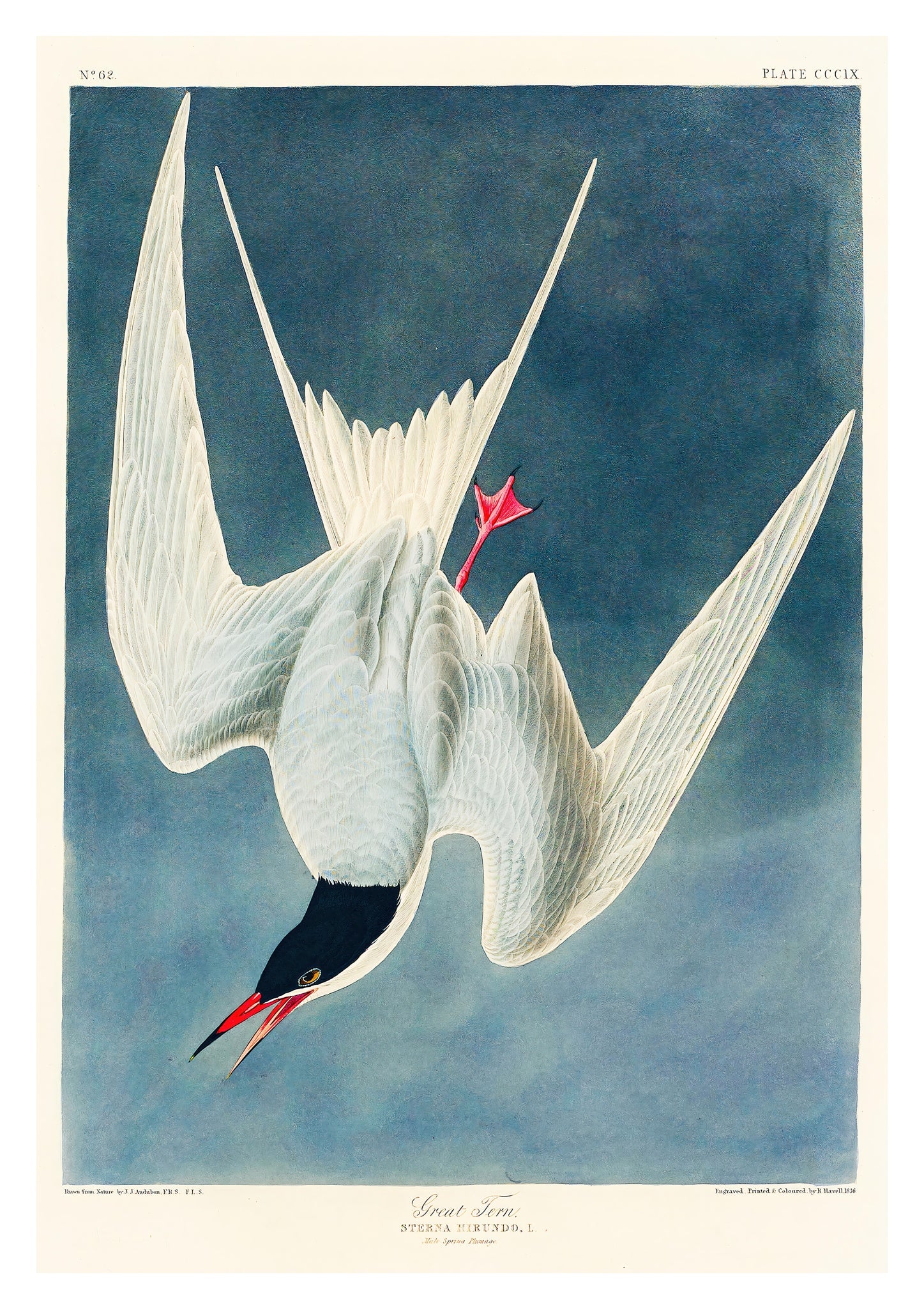 Great Tern