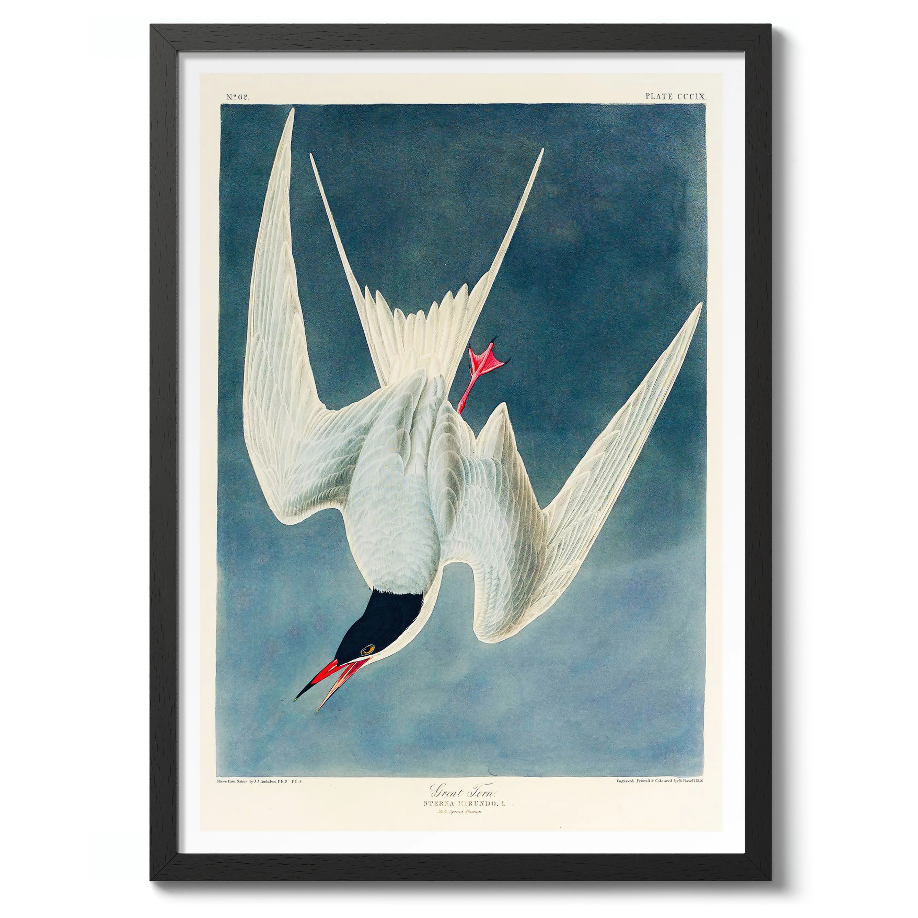 Great Tern - Image 2