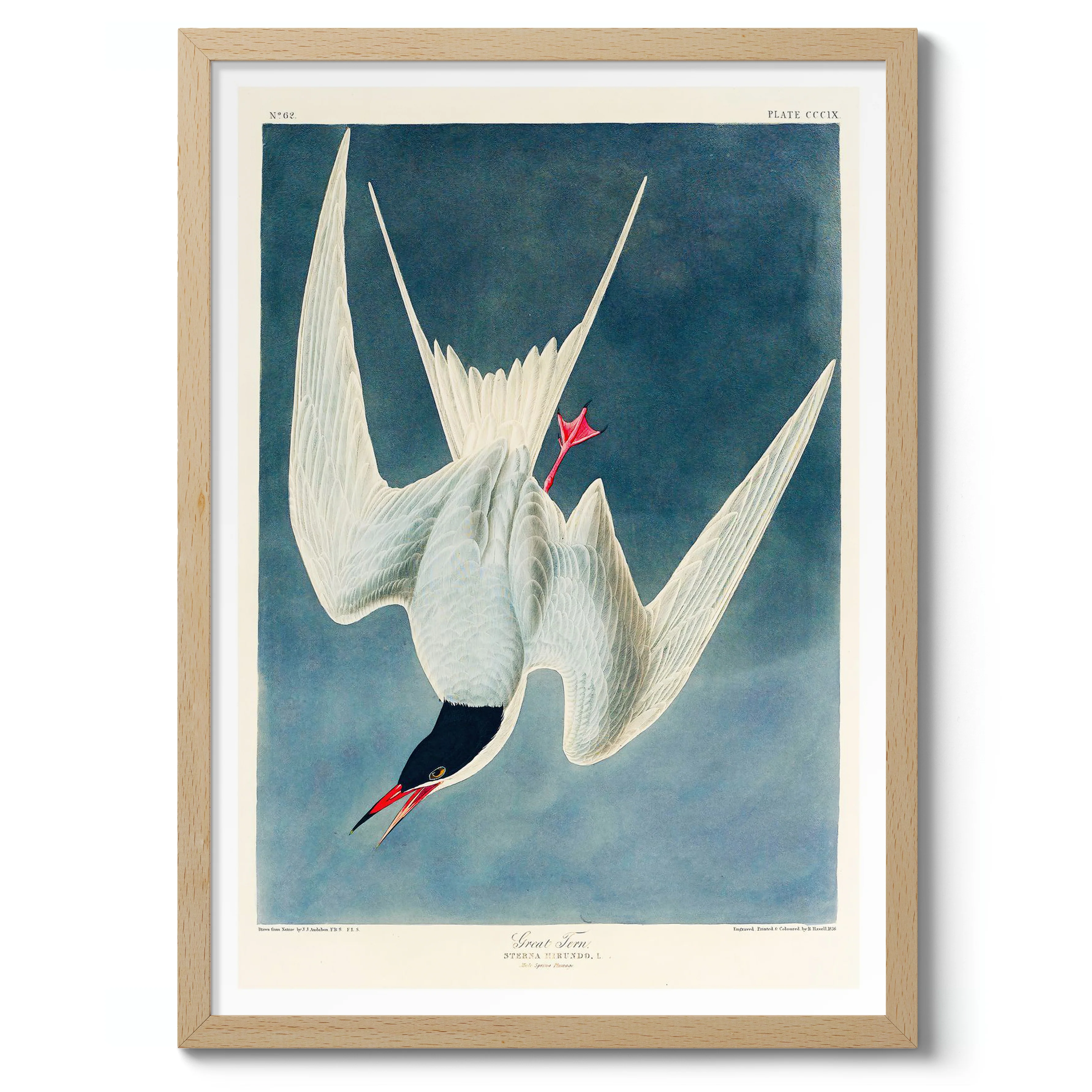 Great Tern - Image 3