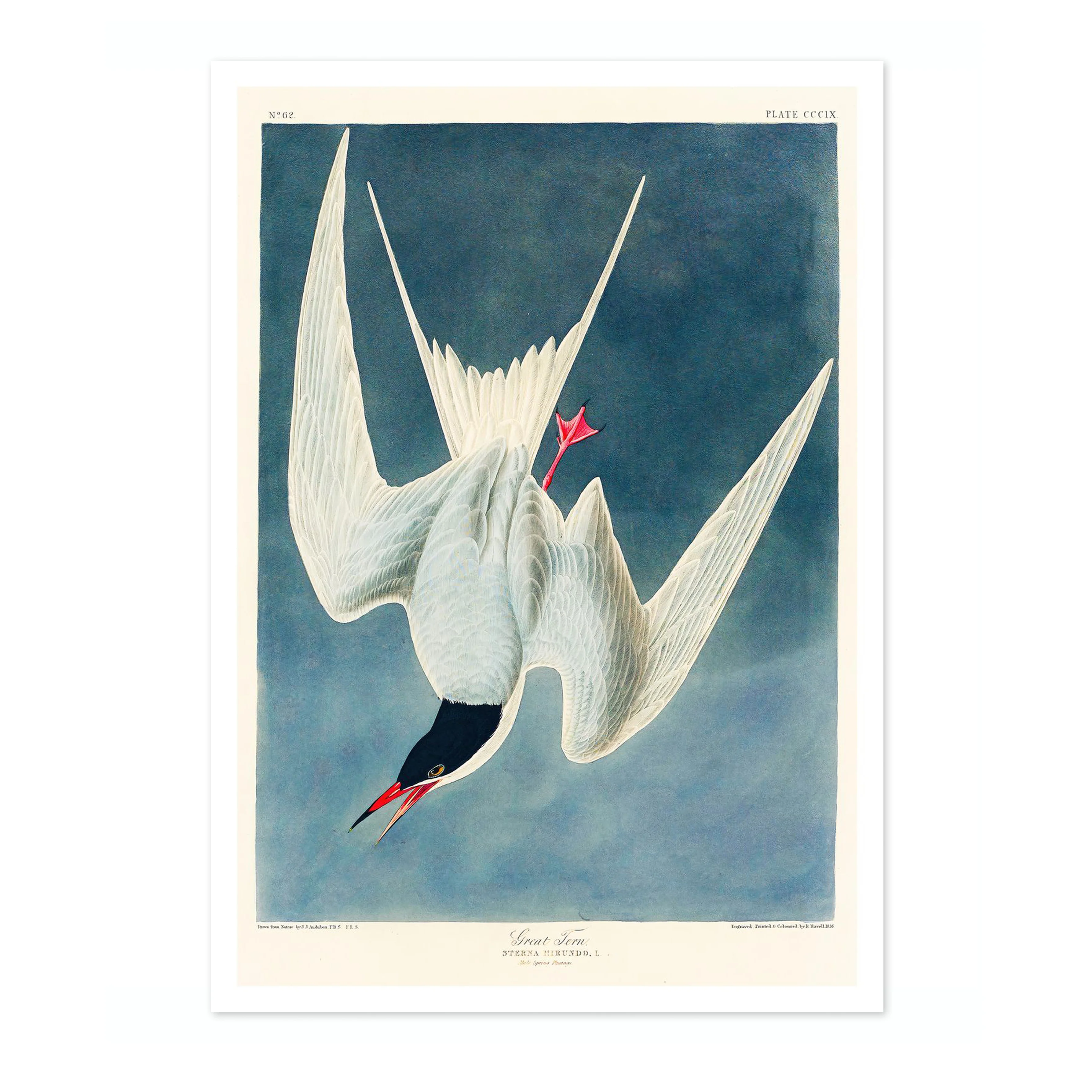 Great Tern - Image 4