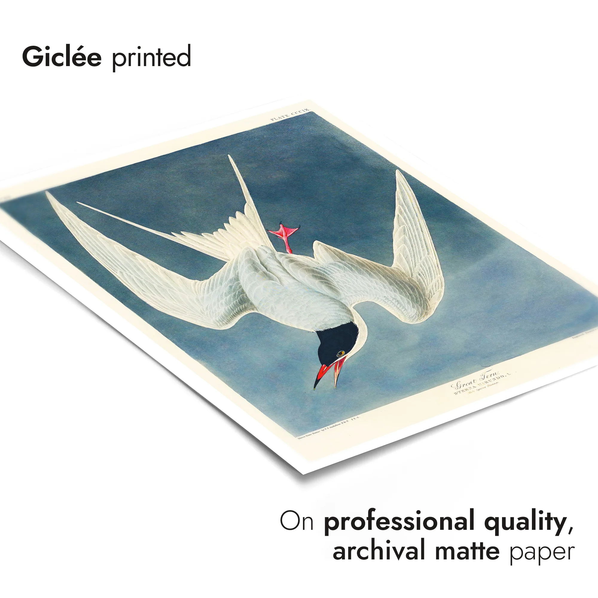 Great Tern - Image 6