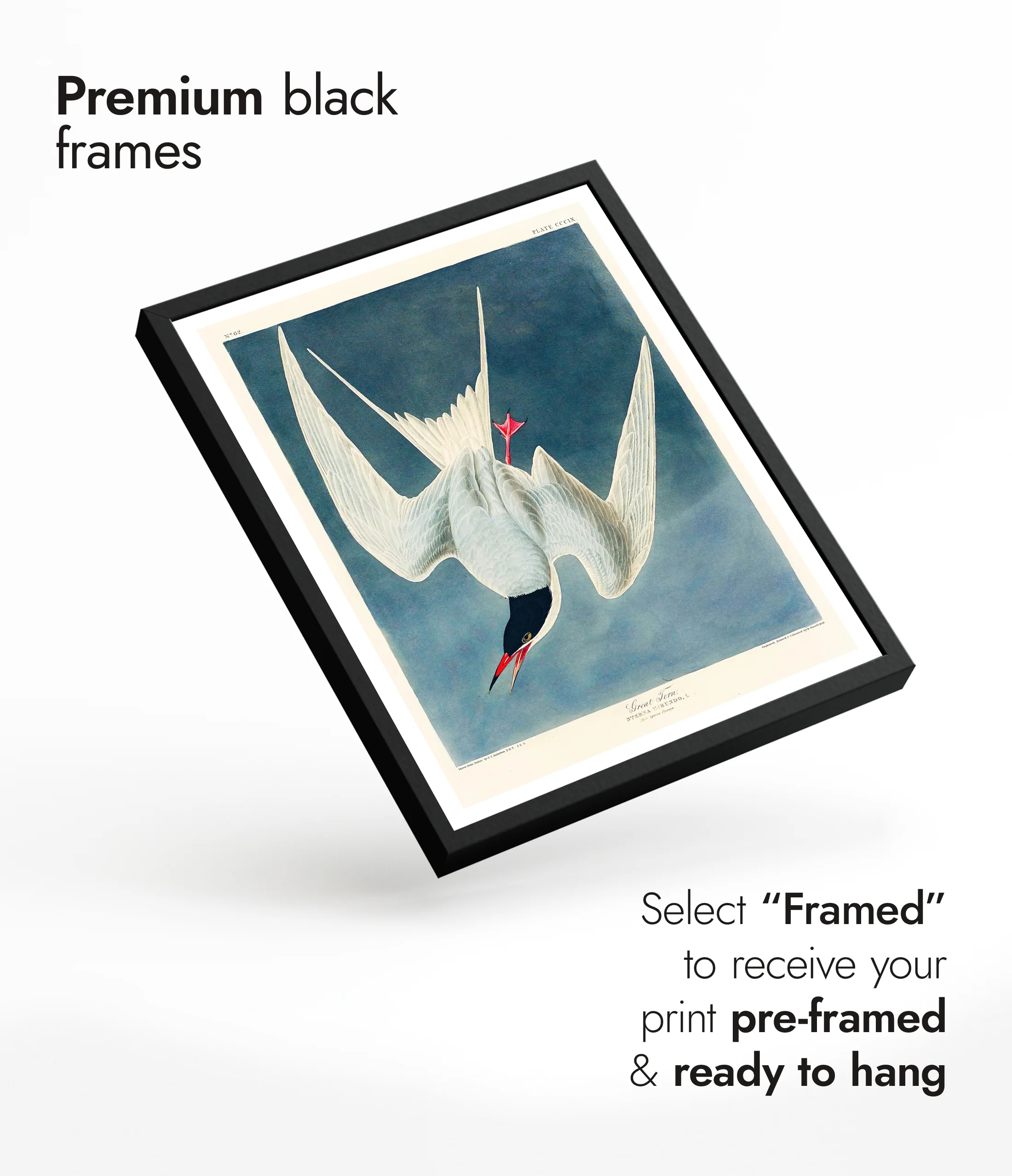 Great Tern - Image 7