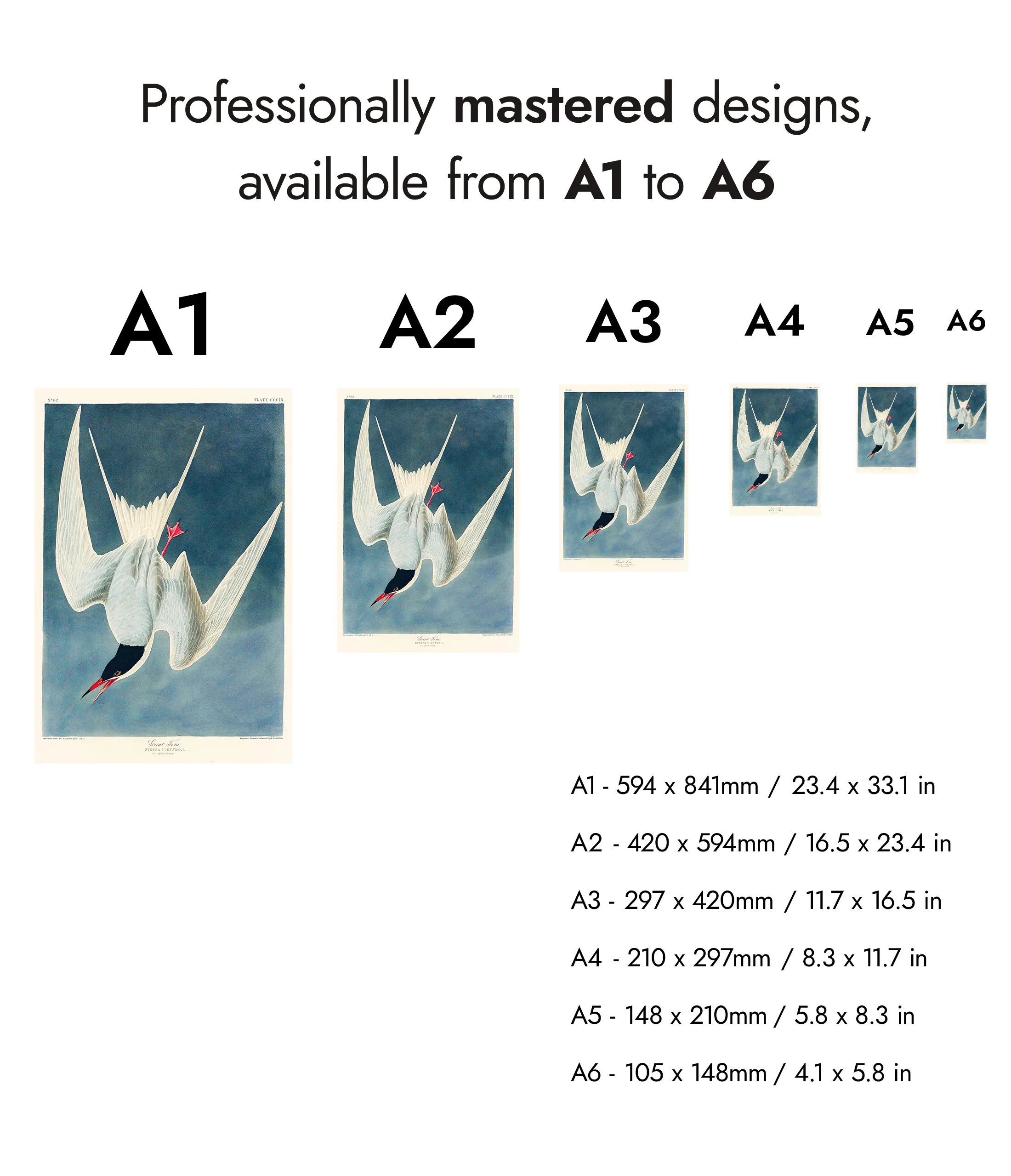 Great Tern - Image 8