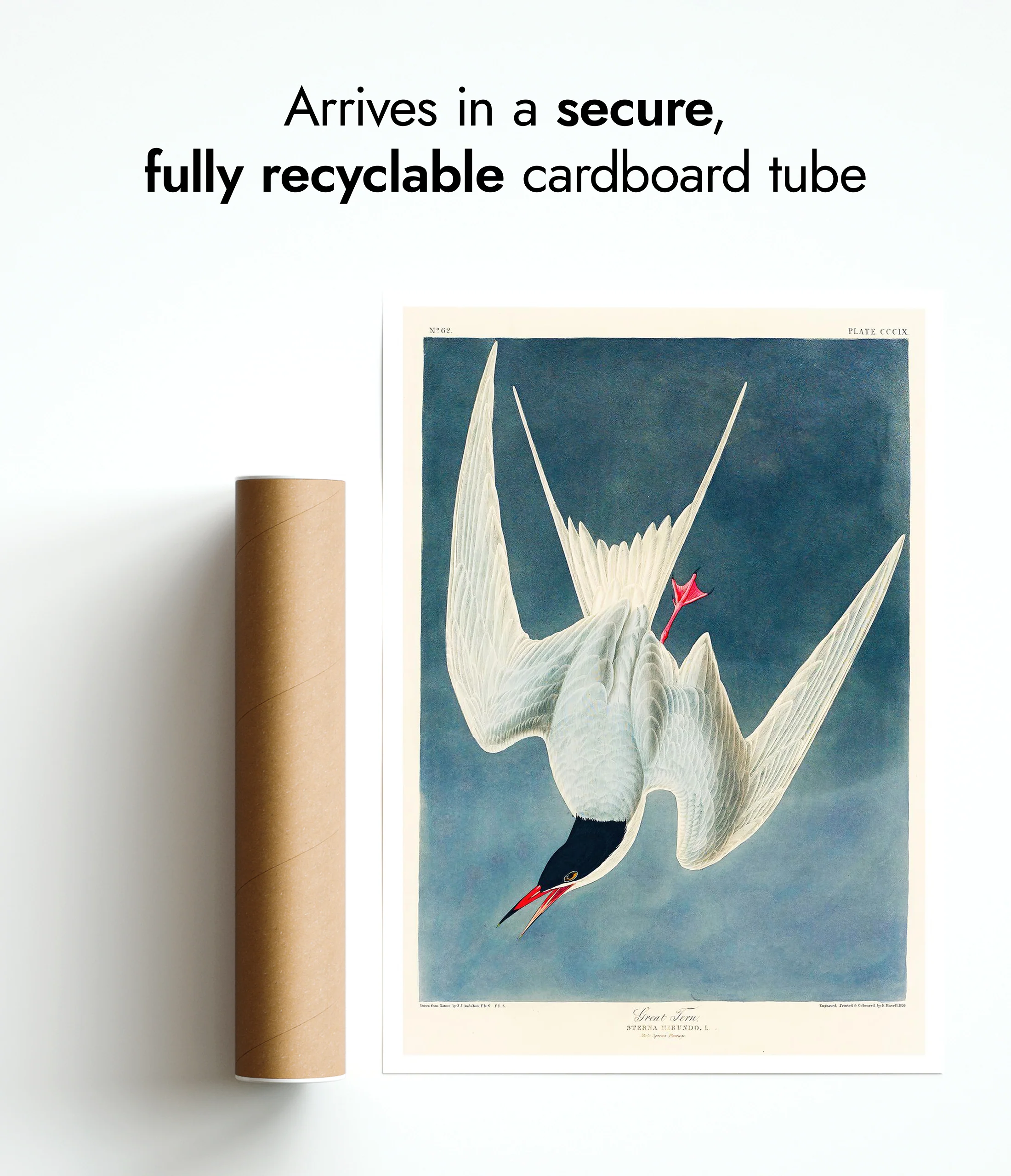 Great Tern - Image 9
