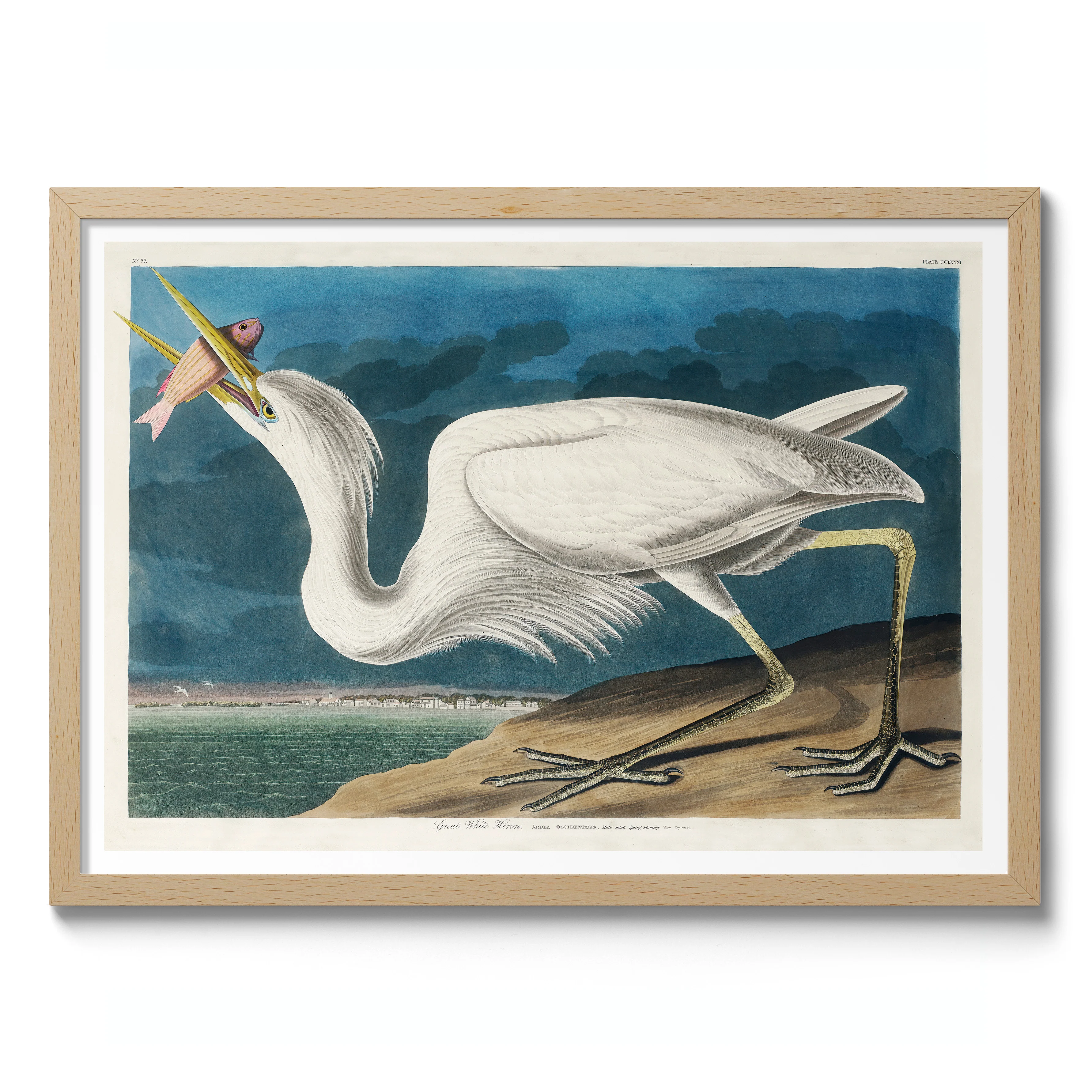 Great White Heron - Image 3
