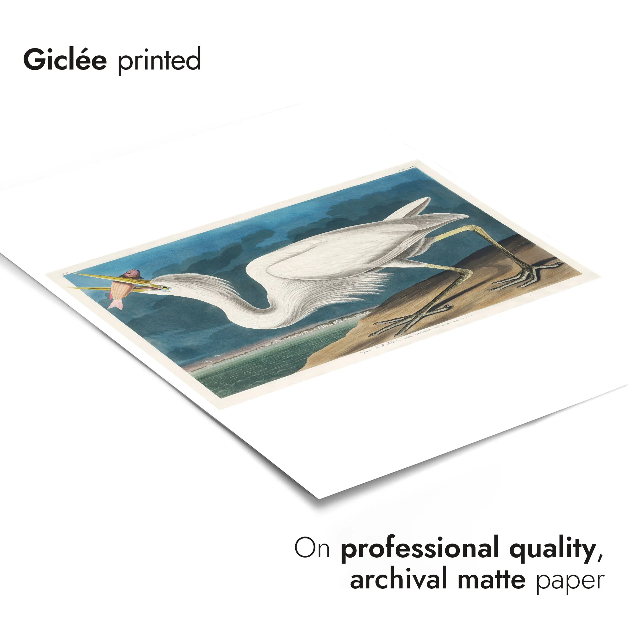 Great White Heron - Image 6