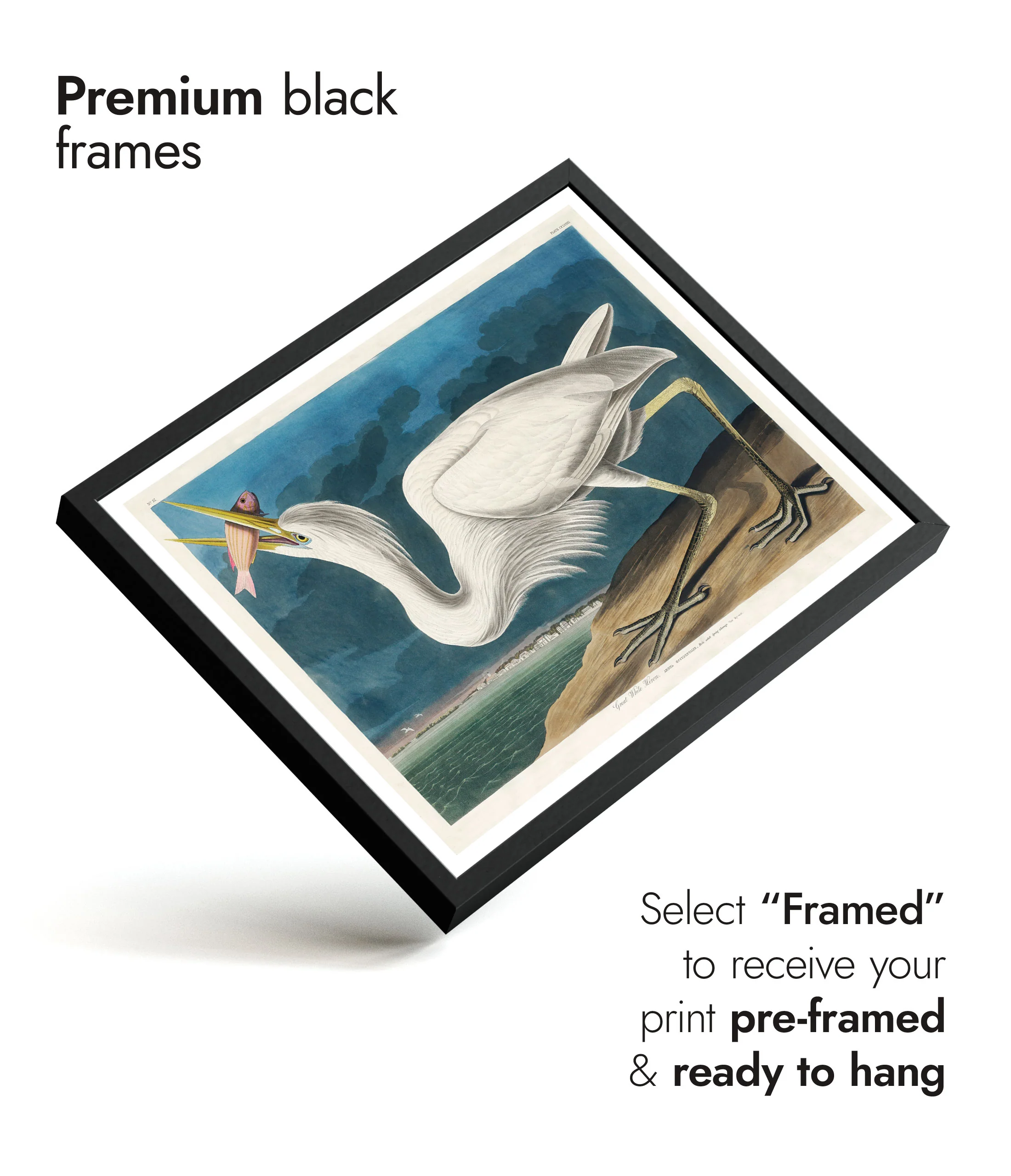 Great White Heron - Image 7