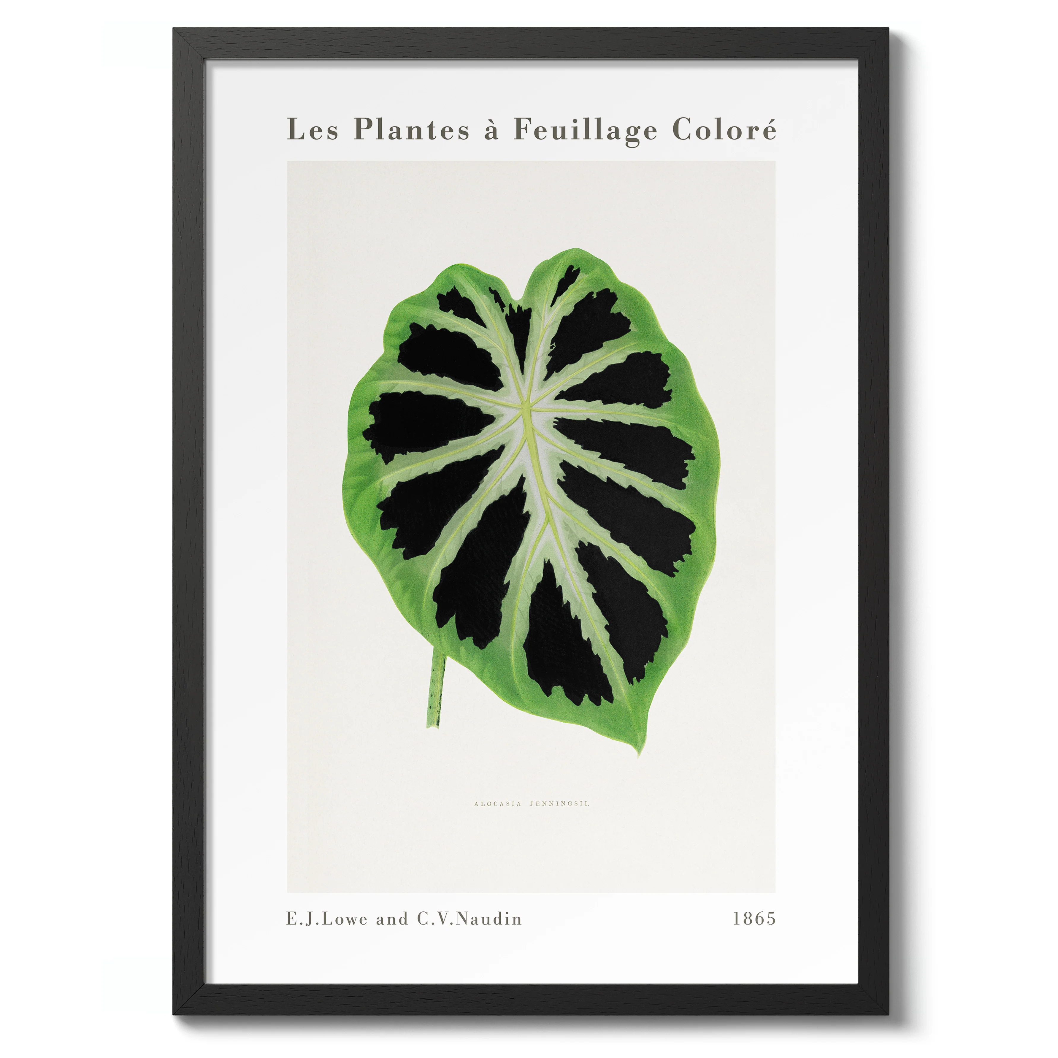 Green Alocasia - Image 2