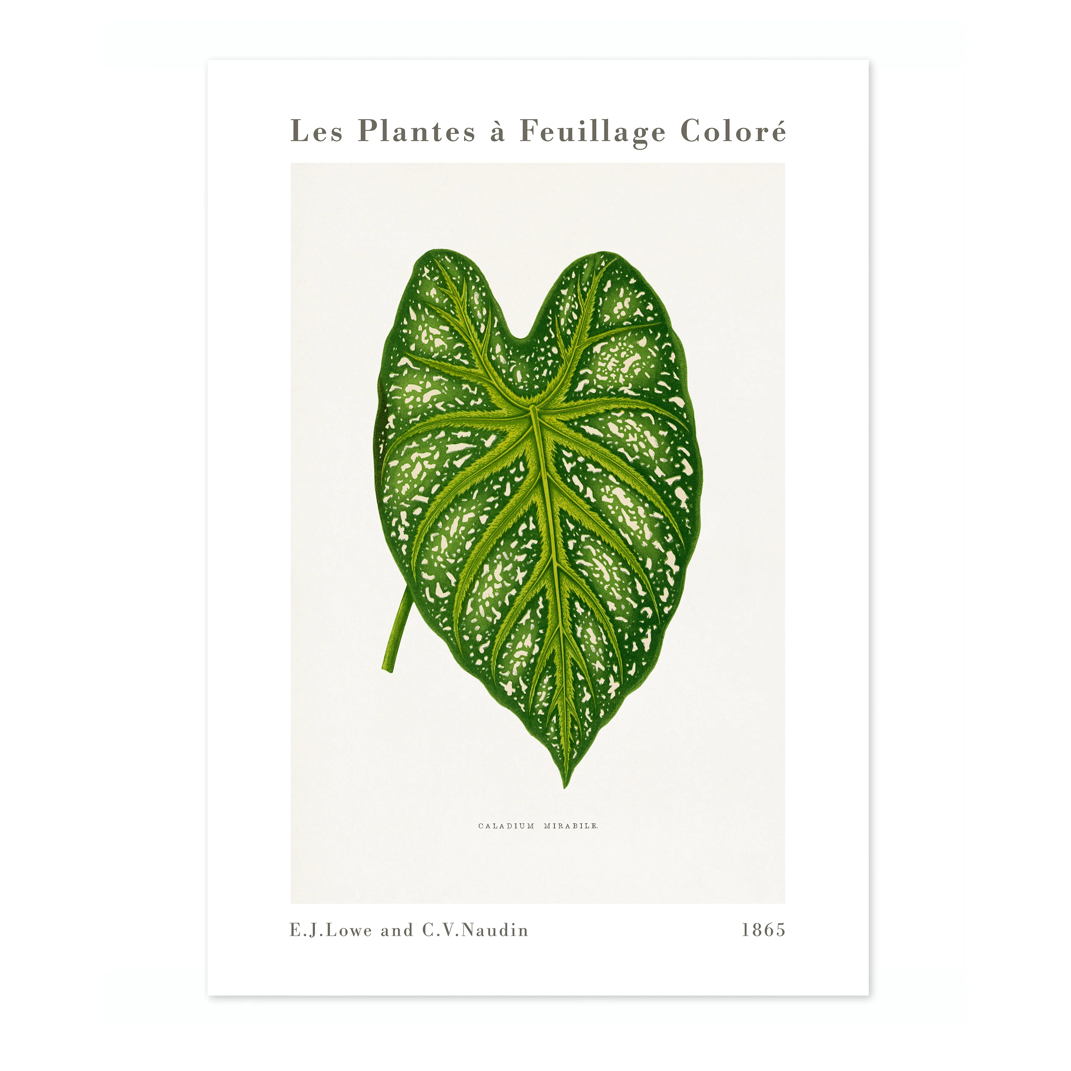 Green Caladium Mirabile - Image 4