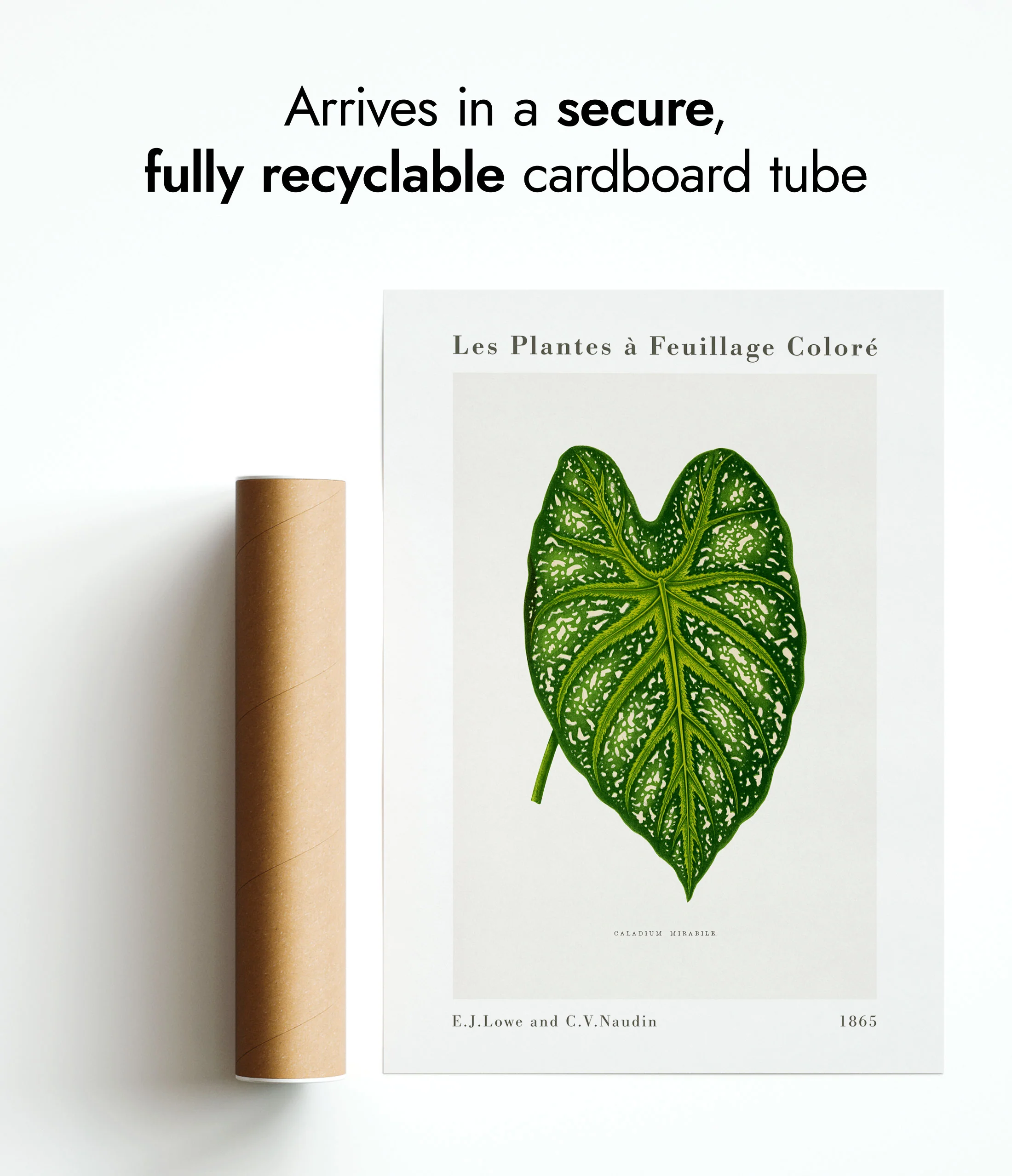 Green Caladium Mirabile - Image 9