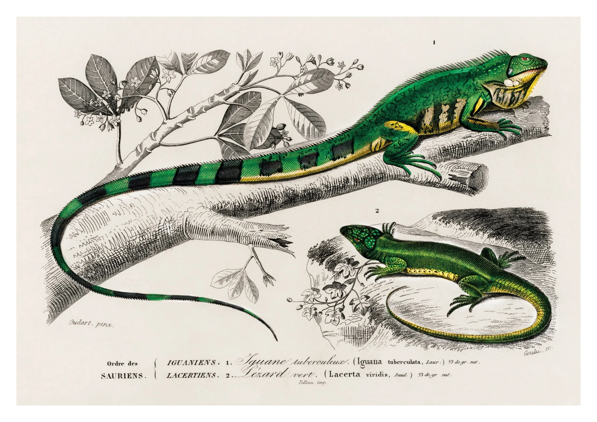 Green Lizards