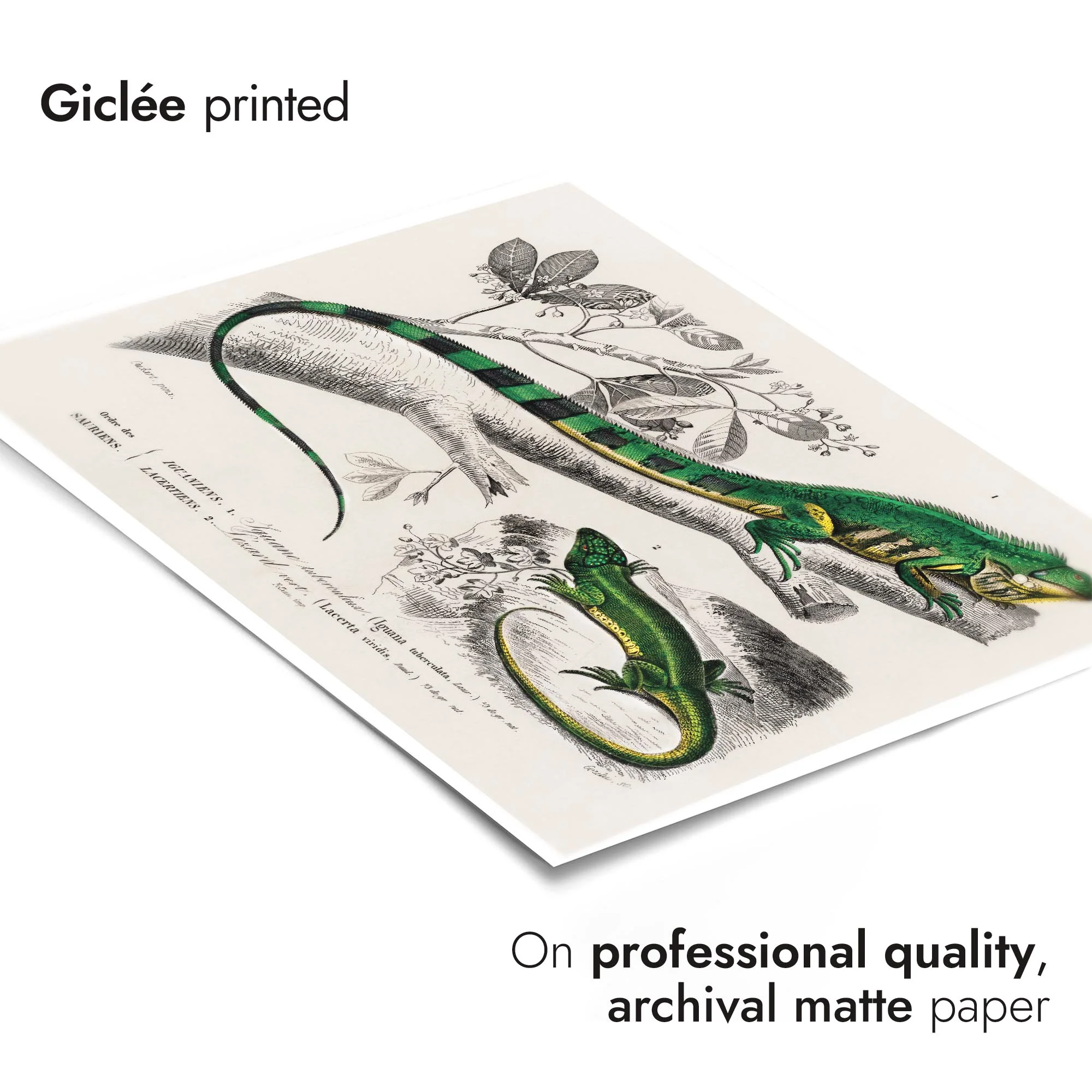 Green Lizards - Image 6