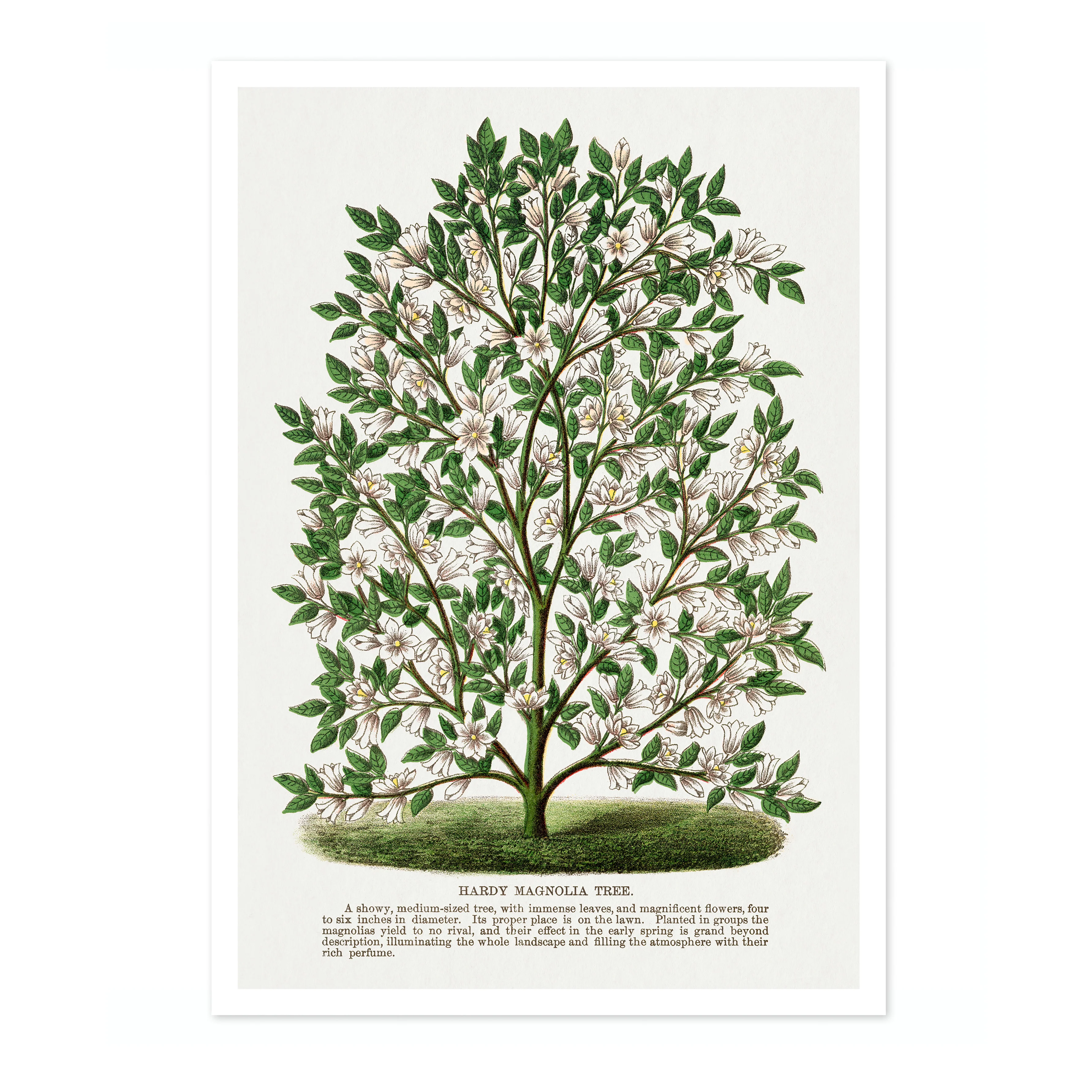 Hardy Magnolia - Image 4