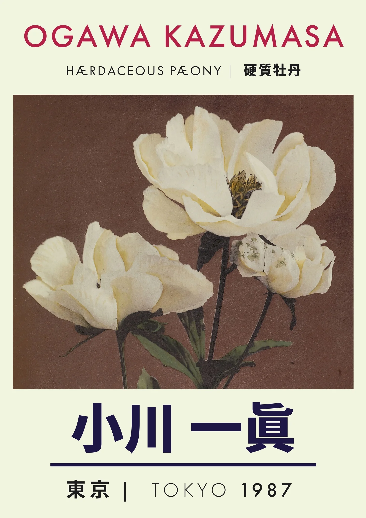 Herbaceous Peony