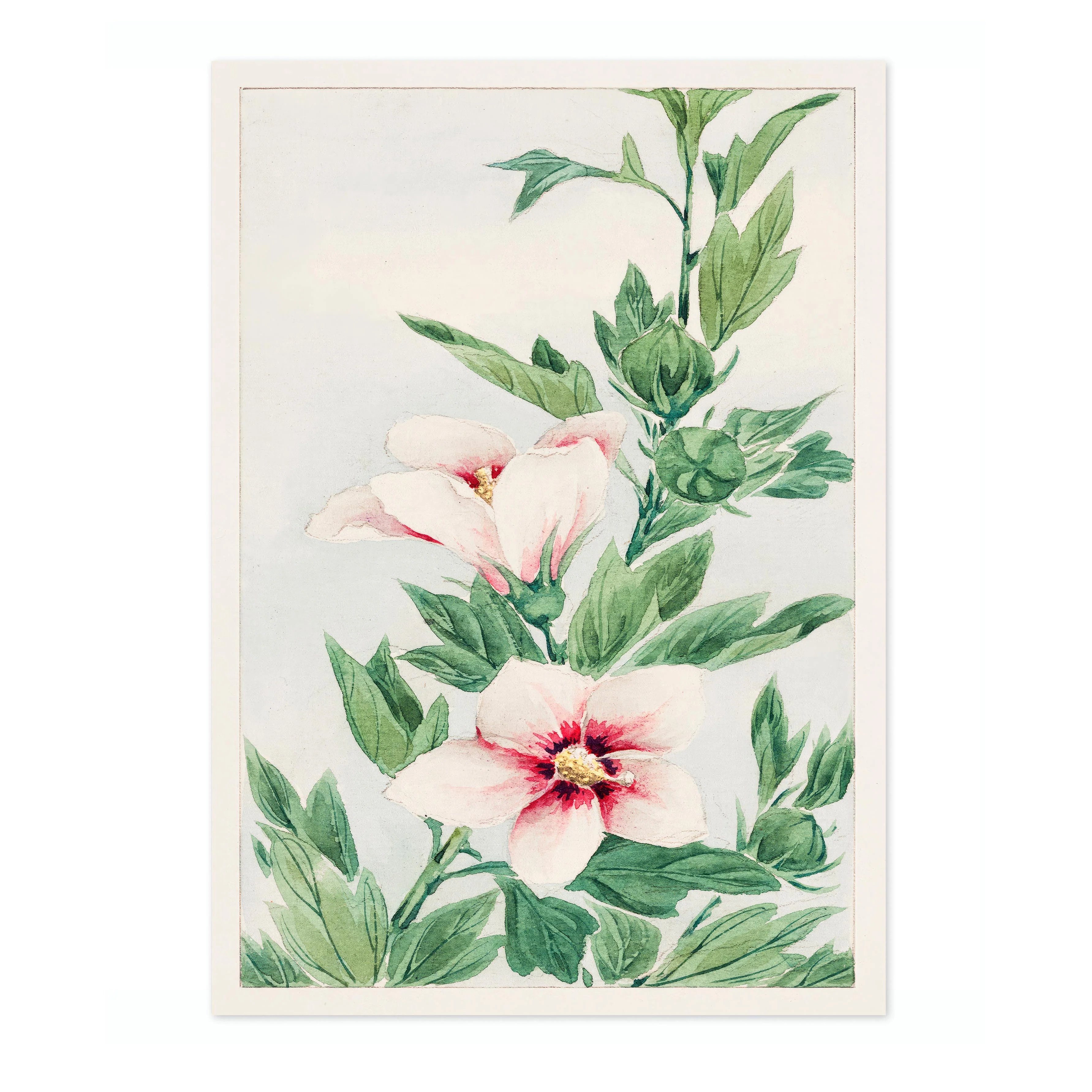 Hibiscus Plant - Image 4