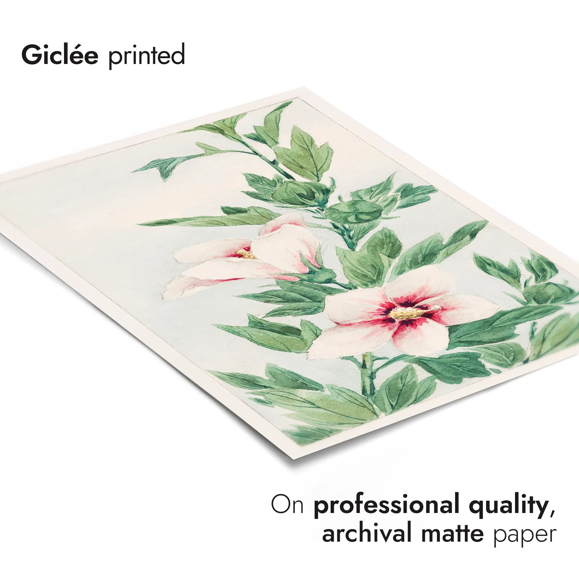 Hibiscus Plant - Image 6