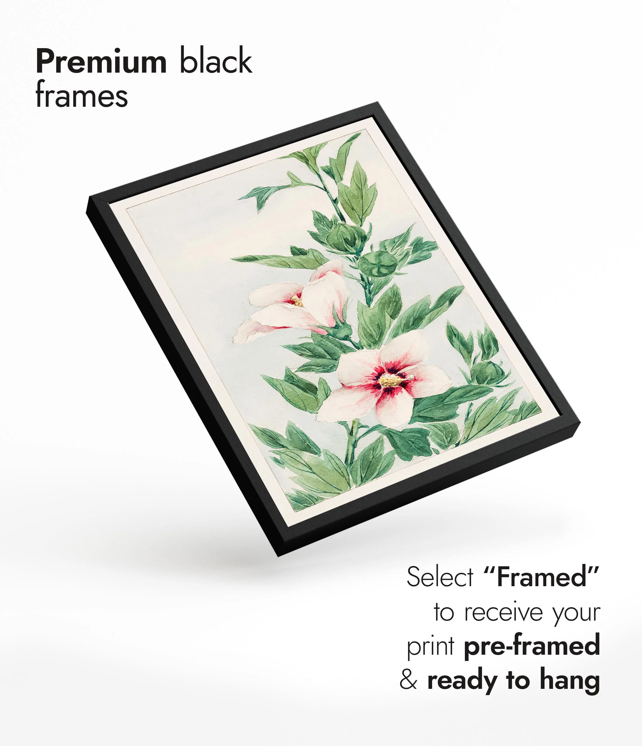 Hibiscus Plant - Image 7