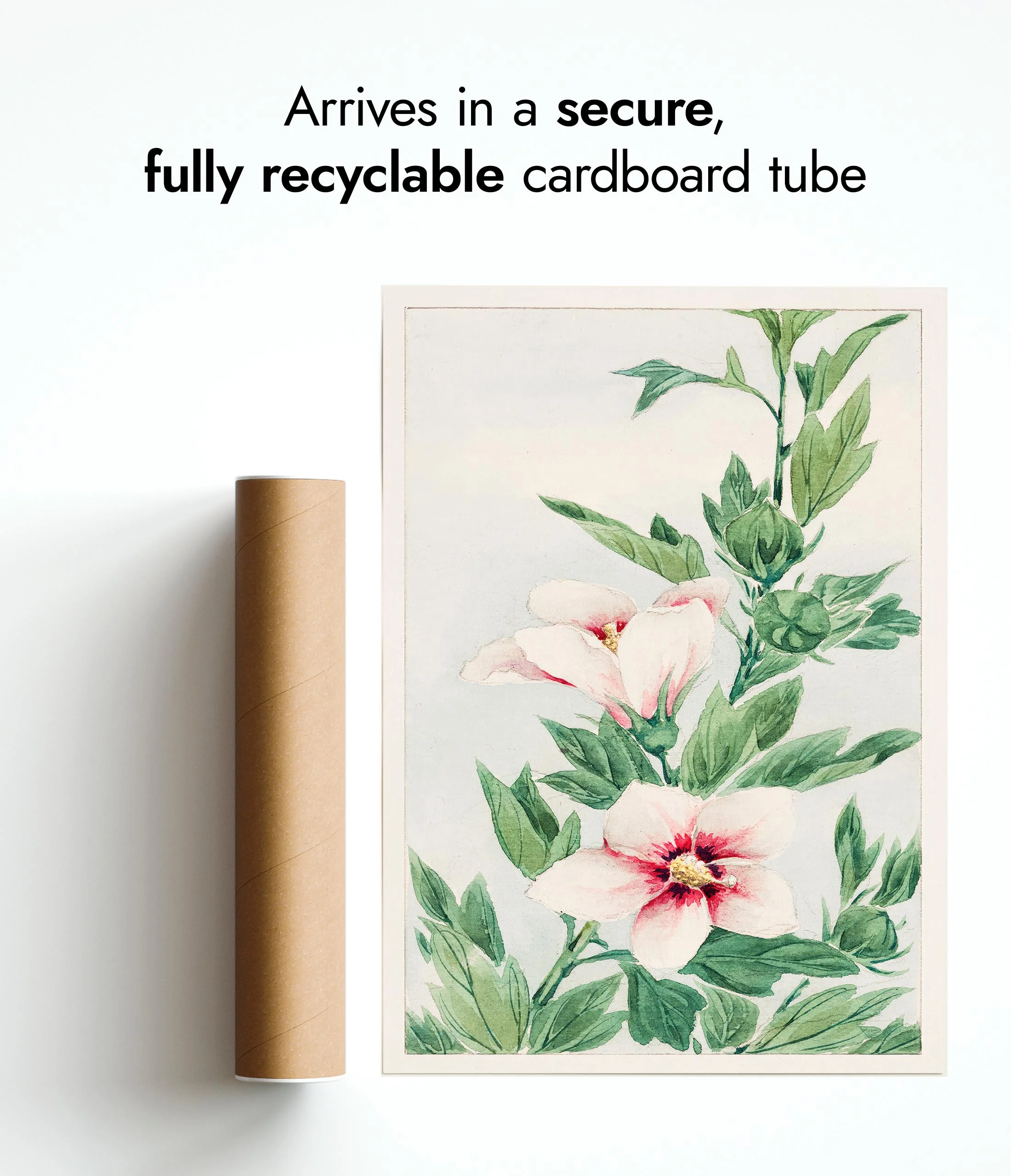 Hibiscus Plant - Image 9