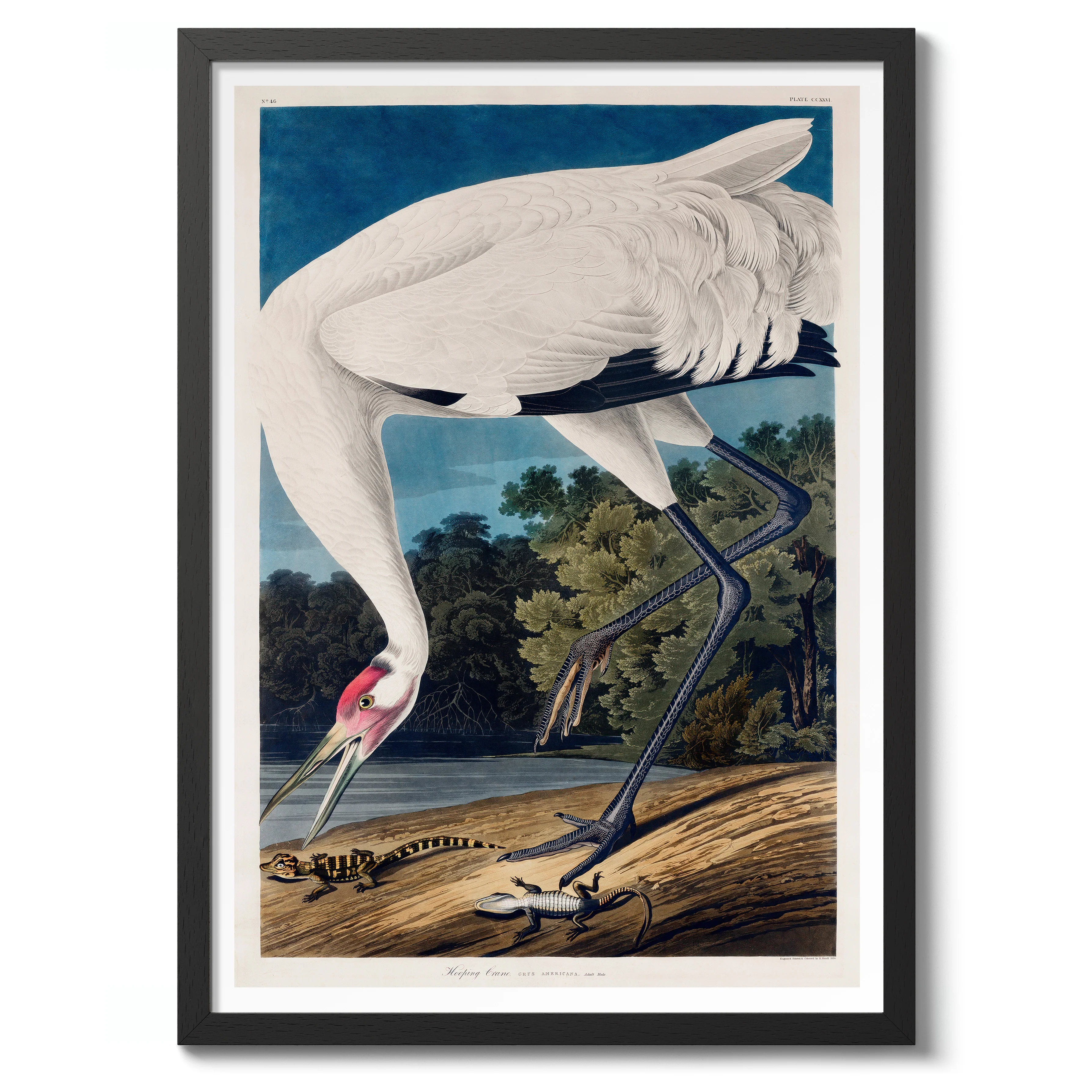 Hooping Crane - Image 2
