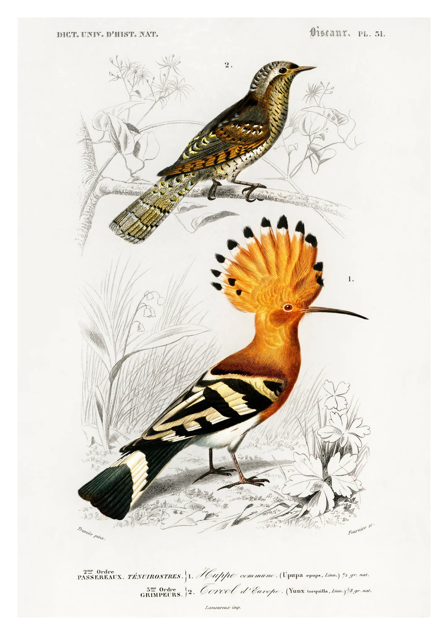 Hoopoe Bird