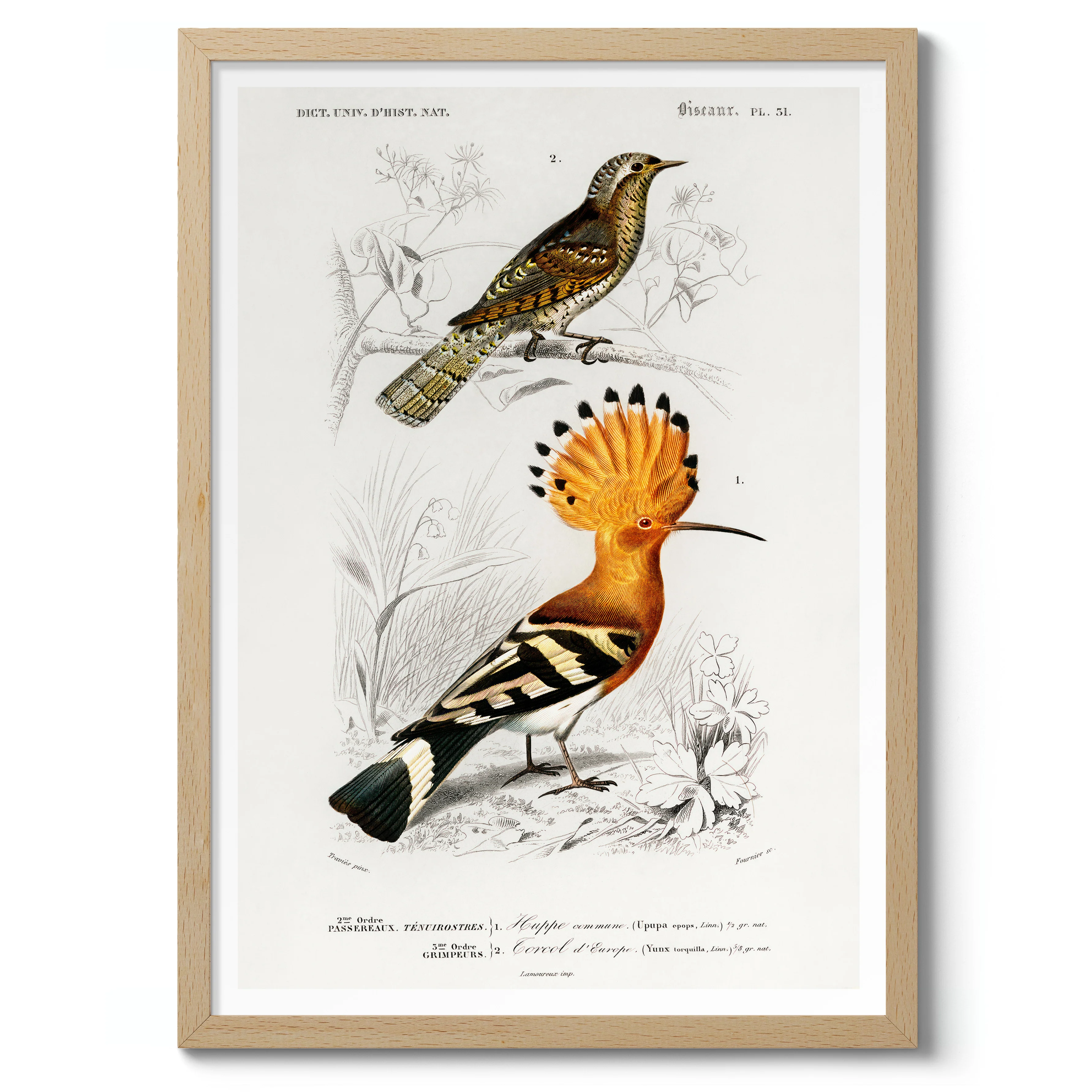 Hoopoe Bird - Image 3