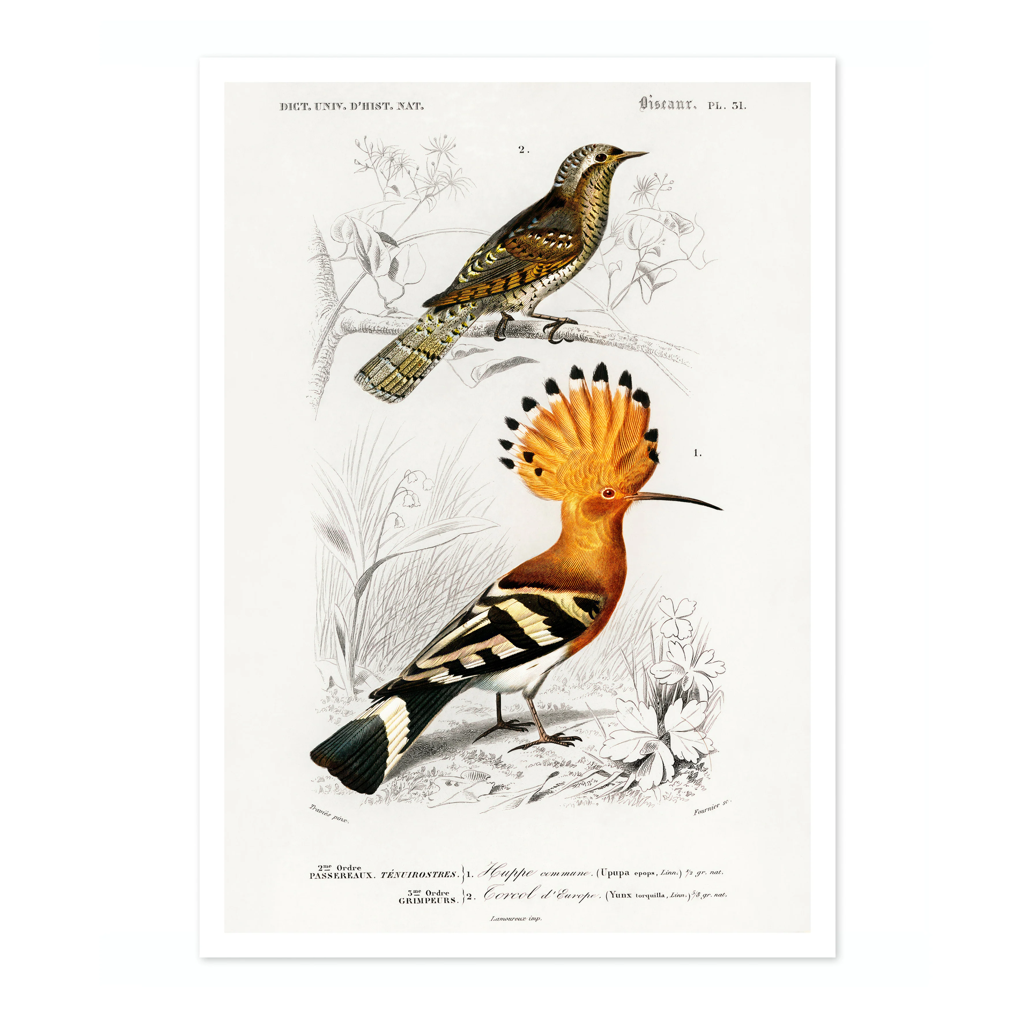 Hoopoe Bird - Image 4
